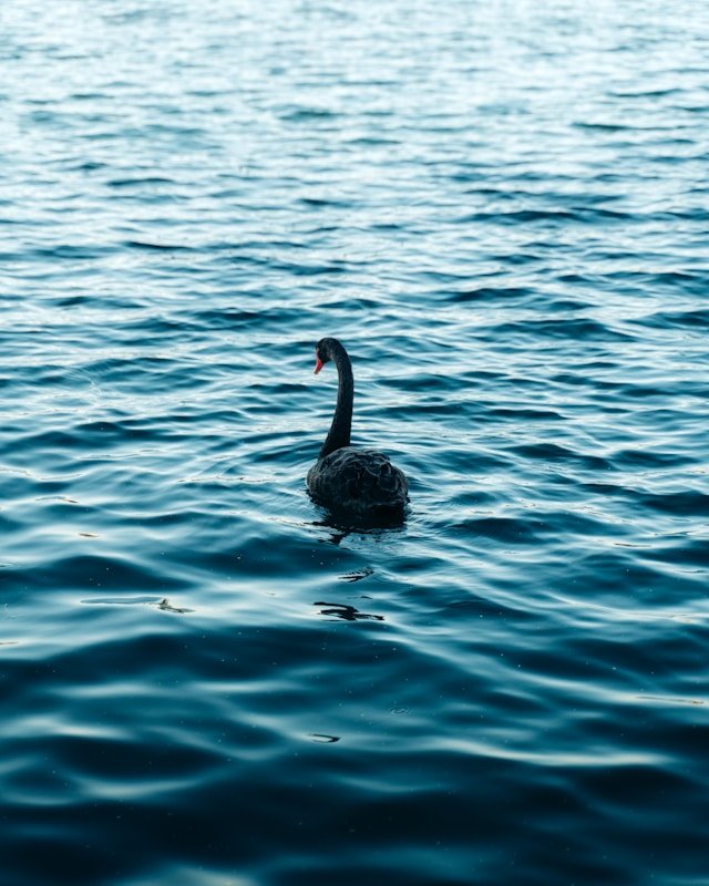 nick-da-fonseca-mm0e5NzL0qY-unsplash.jpg