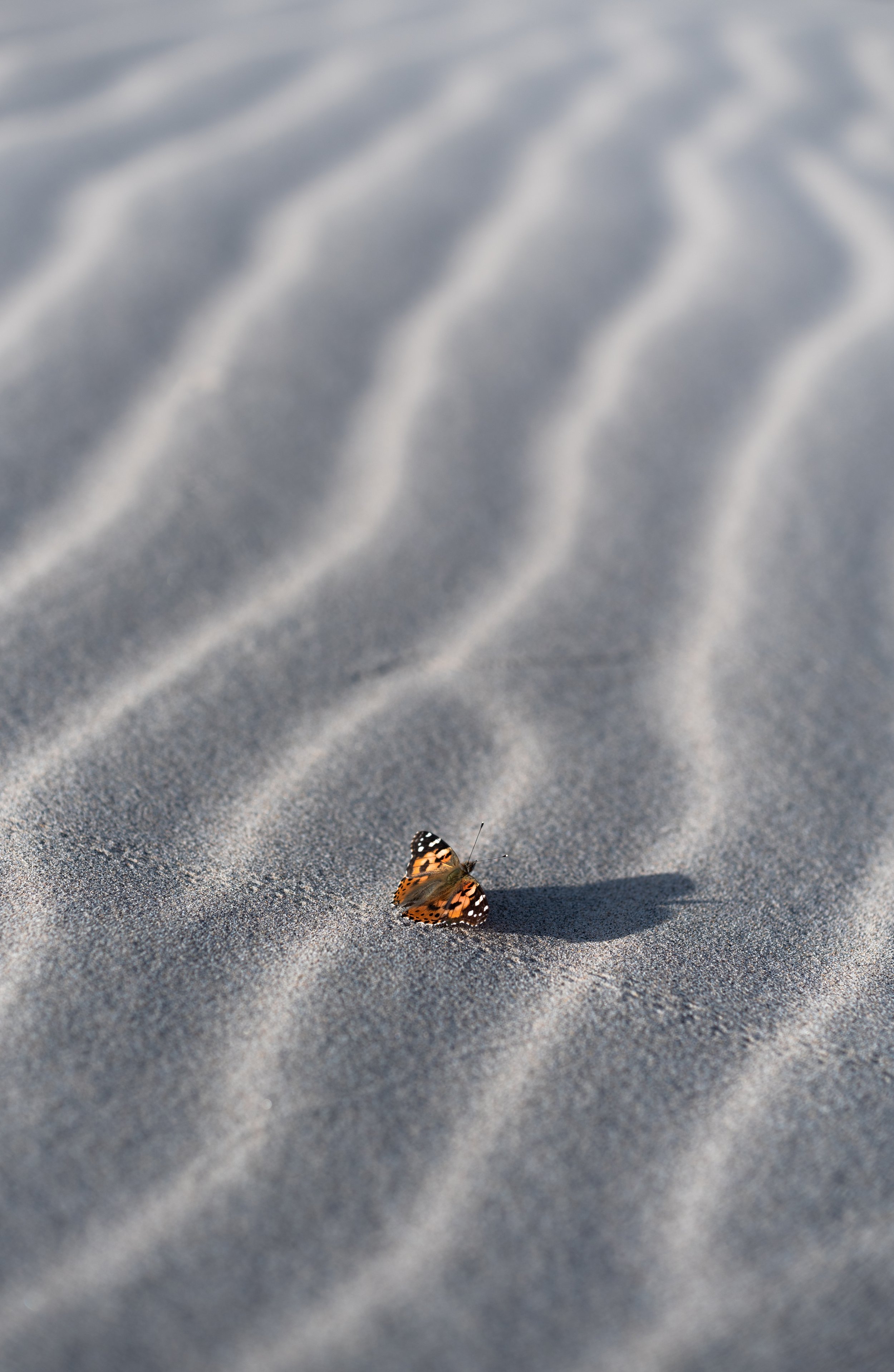 Butterfly on the Dunes, Death Valley
