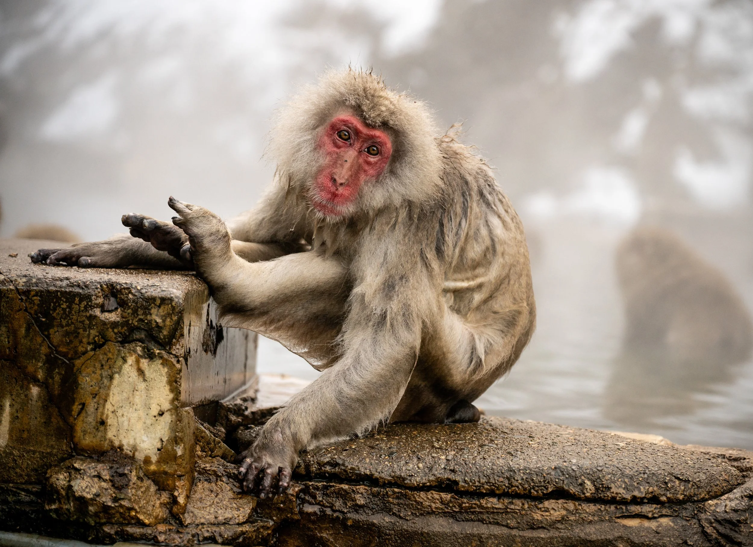 In Focus, Japanese Snow Monkey, Jigokudani