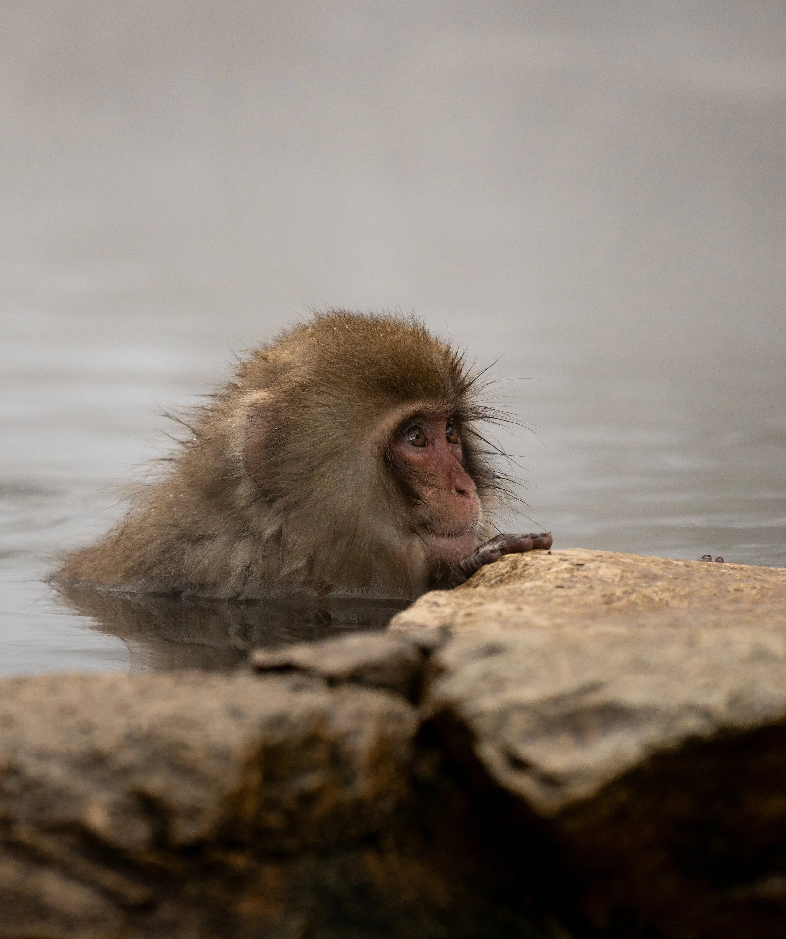 Must I Leave Now? Japanese Snow Monkey, Jigokudani