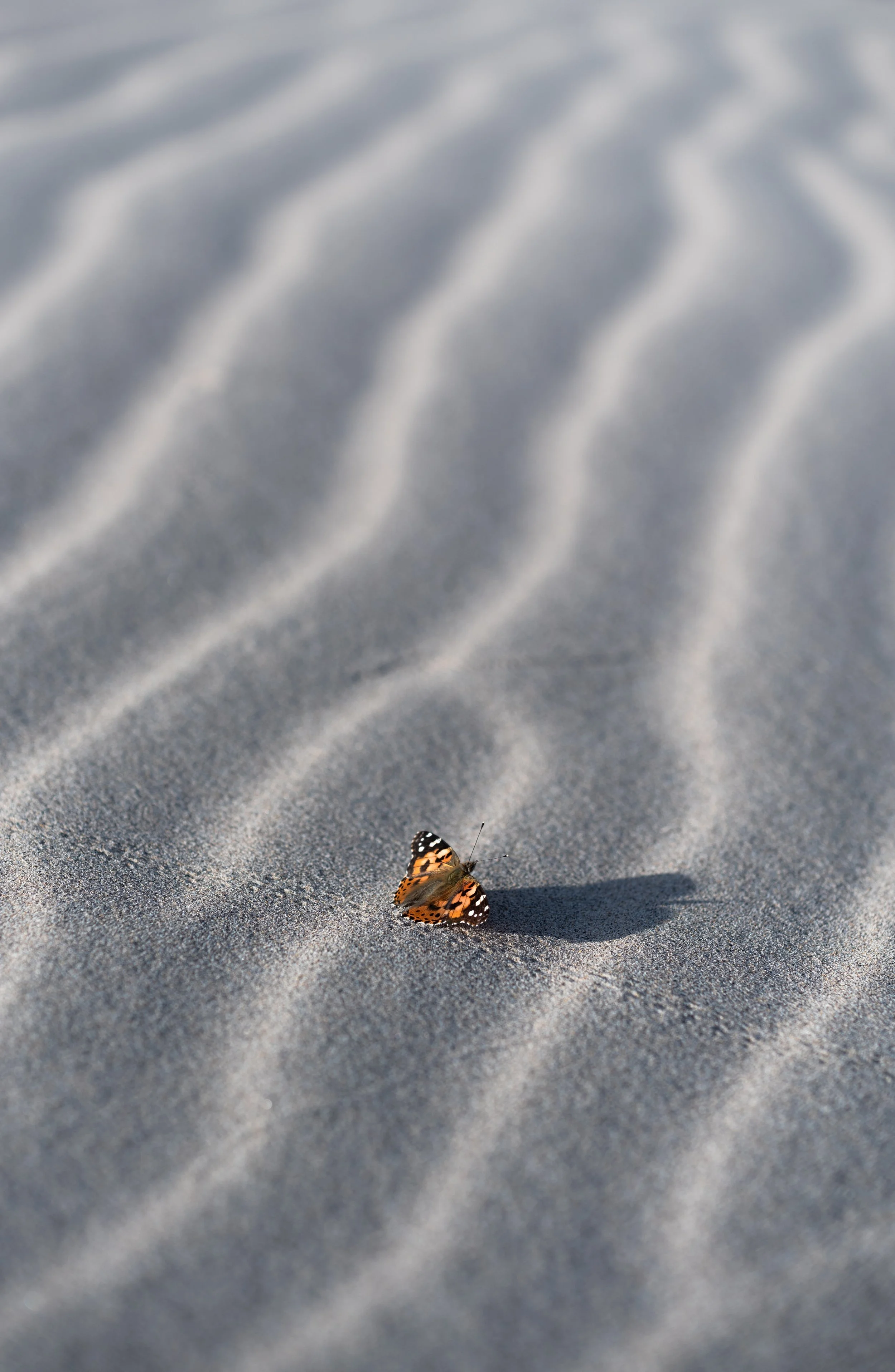 Black and white butterfly in Death Valley