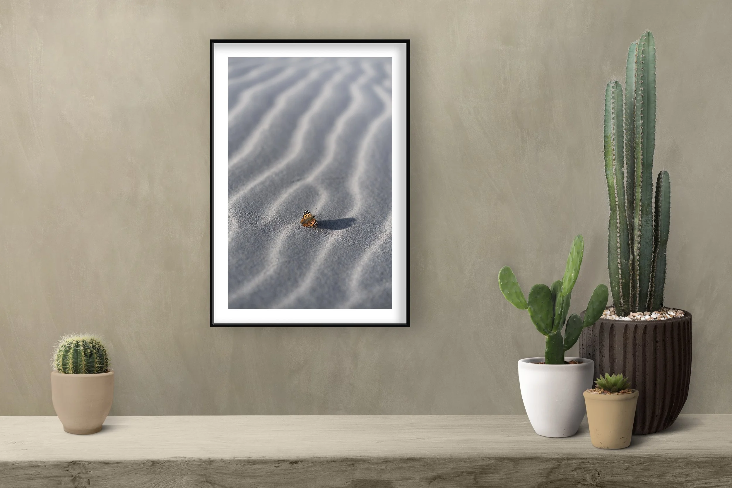 Cactus Shelf Butterfly.jpg