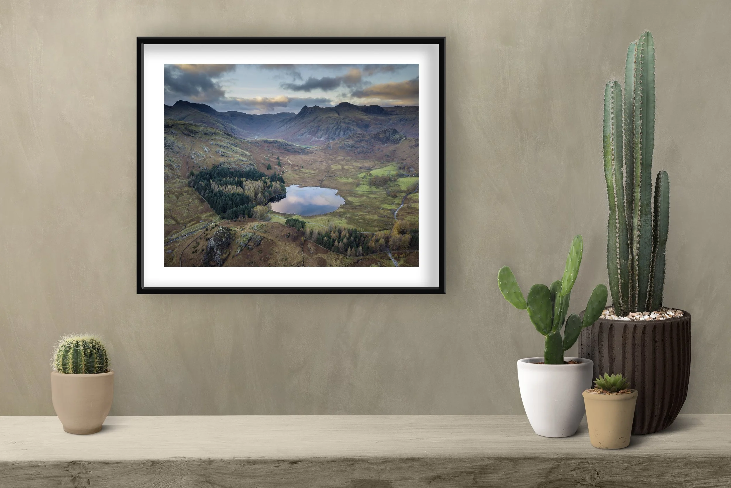 Cactus Shelf Lake District.jpg