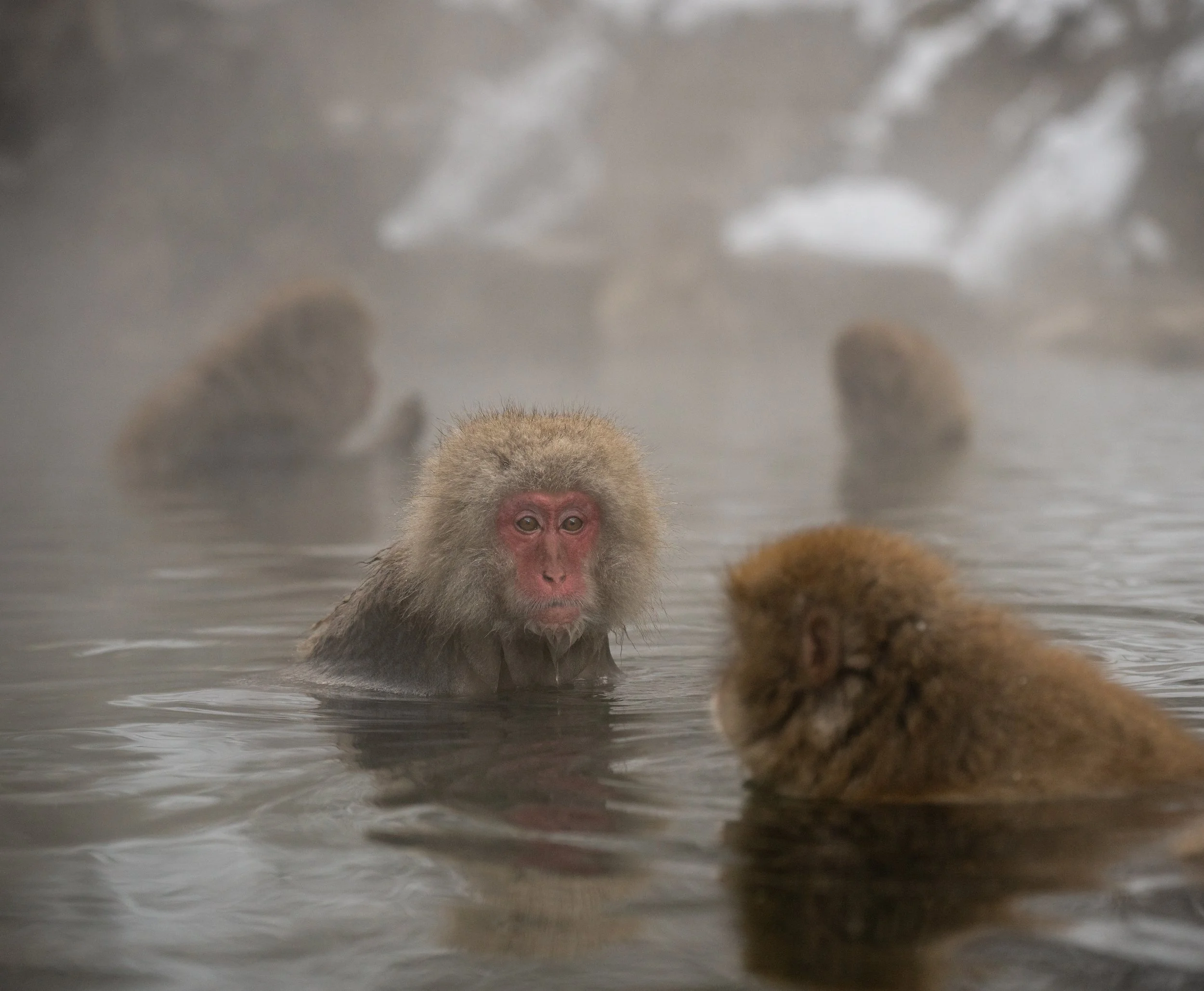 Snow Monkeys in the Hot Spring, Jigokudani