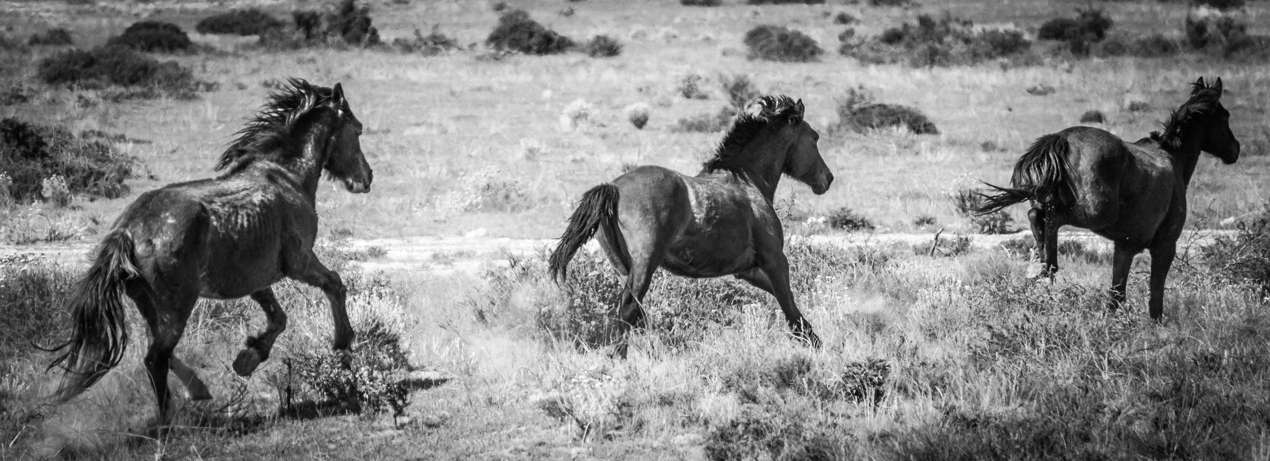 Wild Horses, Valdés Peninsula, Patagonia