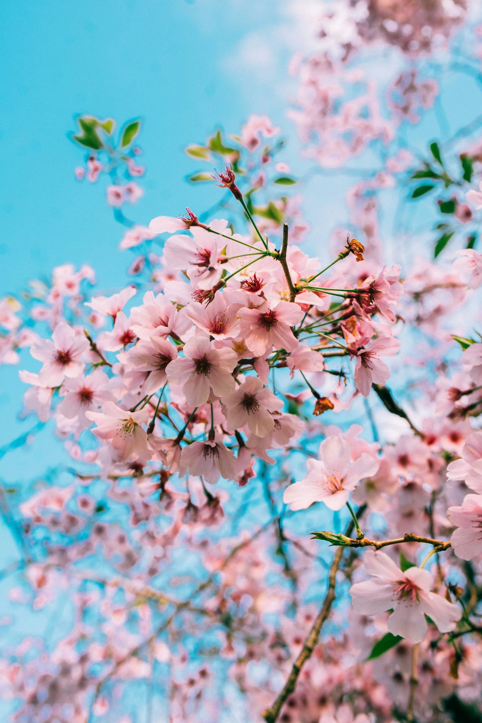 A peaceful bunch of cherry blossoms in focus, against a blurred background of the blossom tree branches stretching into a bright blue sky