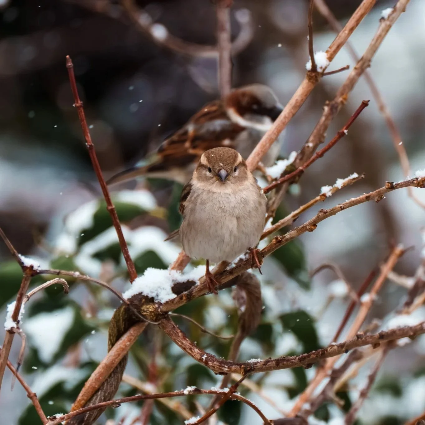 29-01 Musjes in de sneeuw