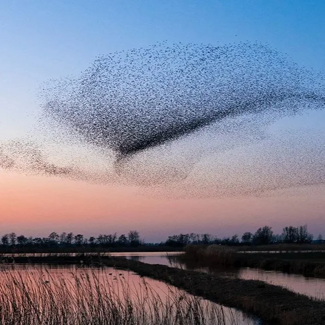 08-03 Spreeuwvlucht