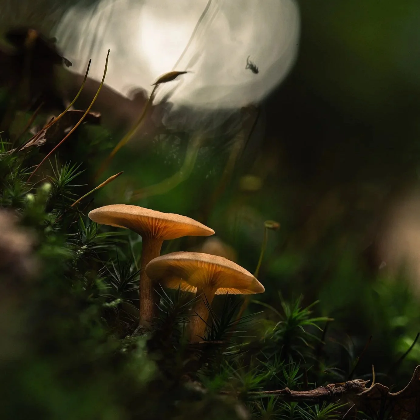 12-10 Paddestoelen in het bos
