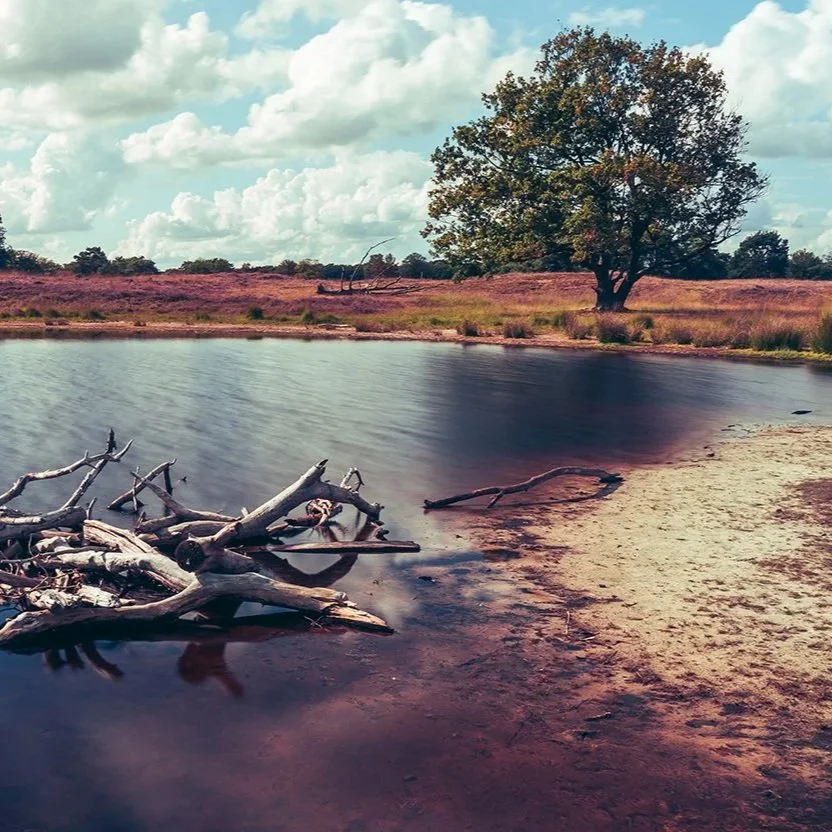 05-09 Heide in Bakkeveen