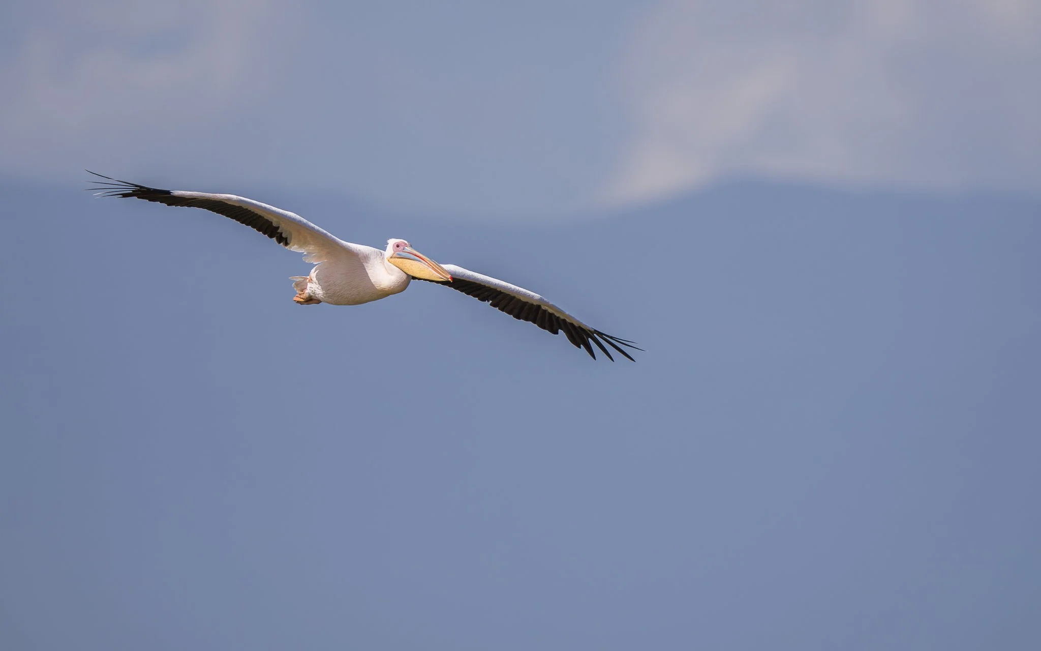 A pelican flying through the sky with its wings fully extended against a cloudy blue sky.