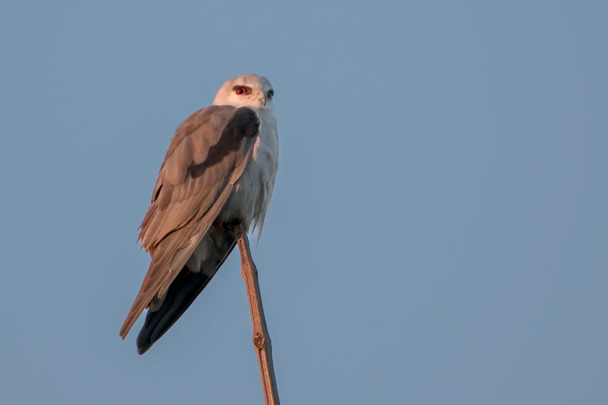 A bird of prey with a human face, perched on a thin branch against a clear blue sky background.