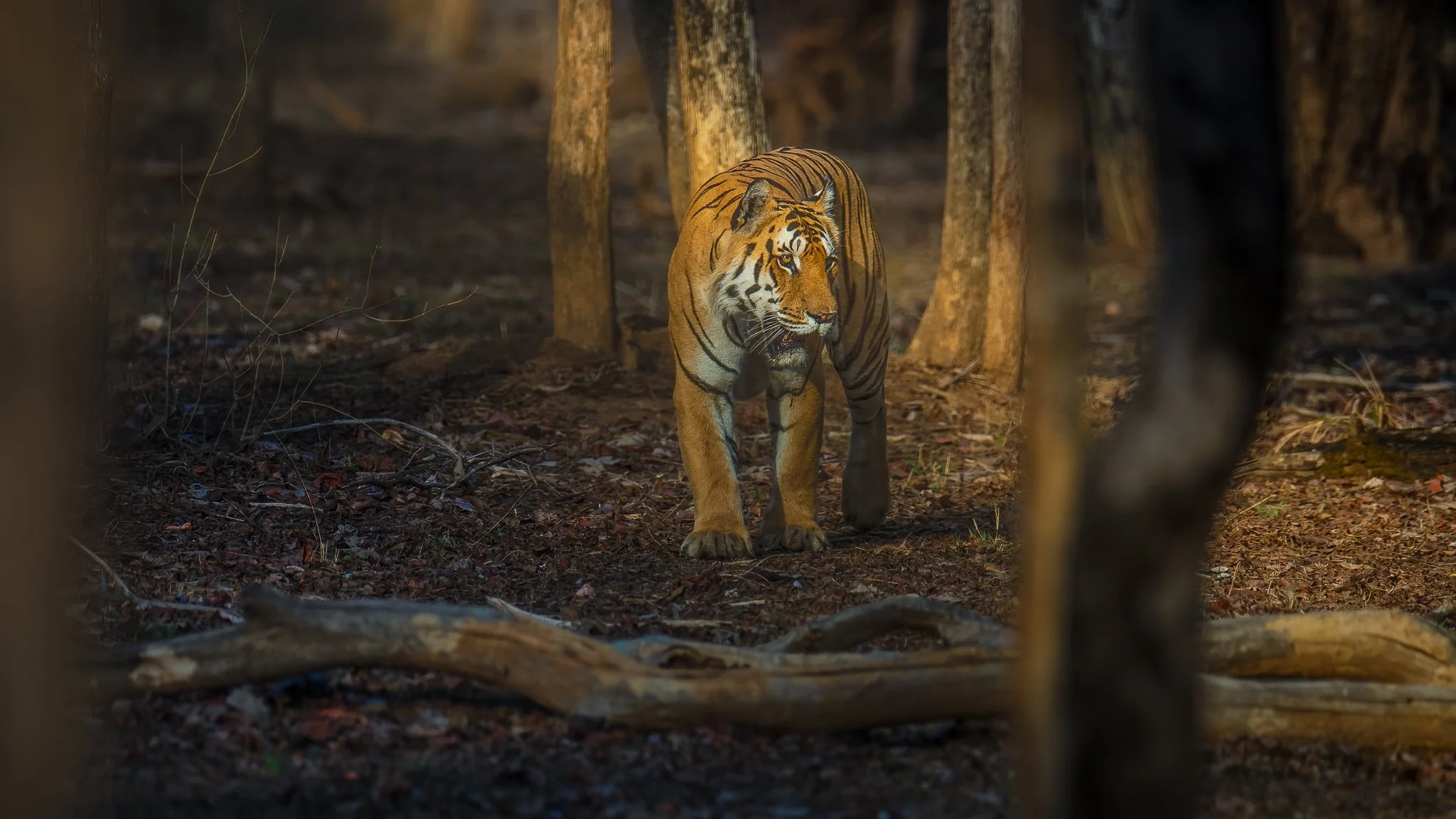 A Bengal tiger walking through a forested area with trees and fallen branches, in the wild.