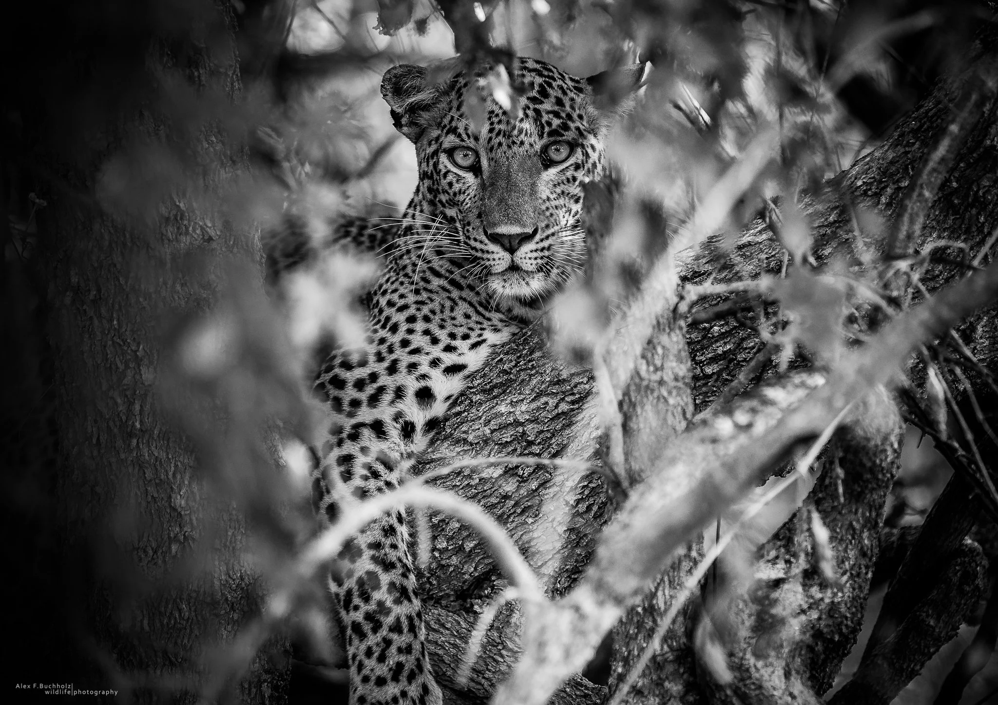 A black and white photograph of a leopard resting on a tree branch, surrounded by leaves and branches, with a direct gaze towards the camera.