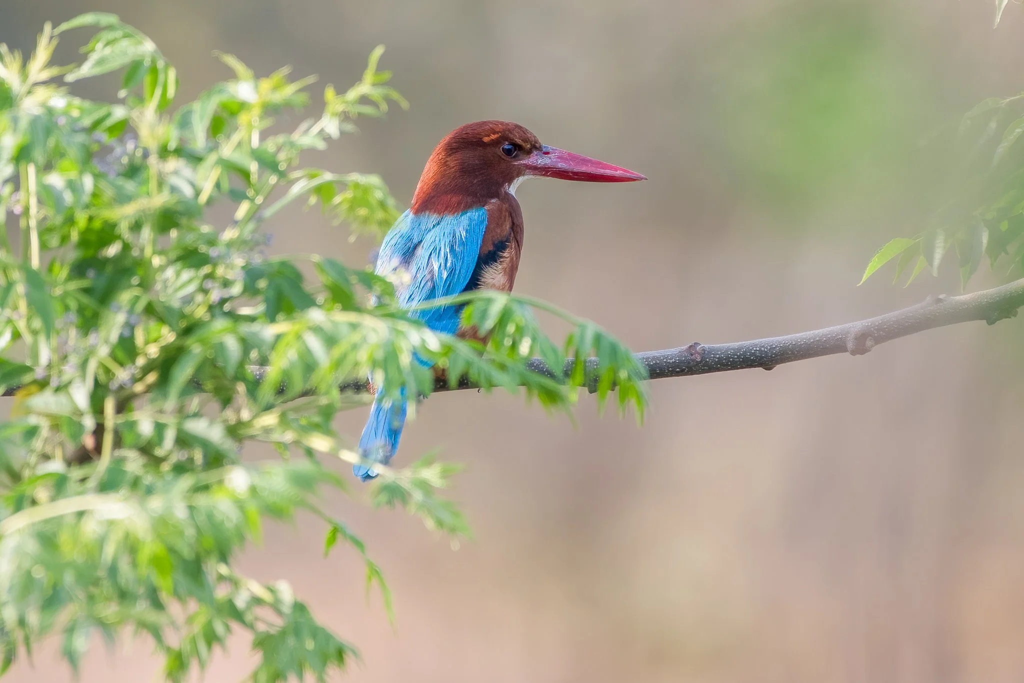 Colorful kingfisher bird with blue, brown, and red feathers sitting on a branch amidst green foliage.