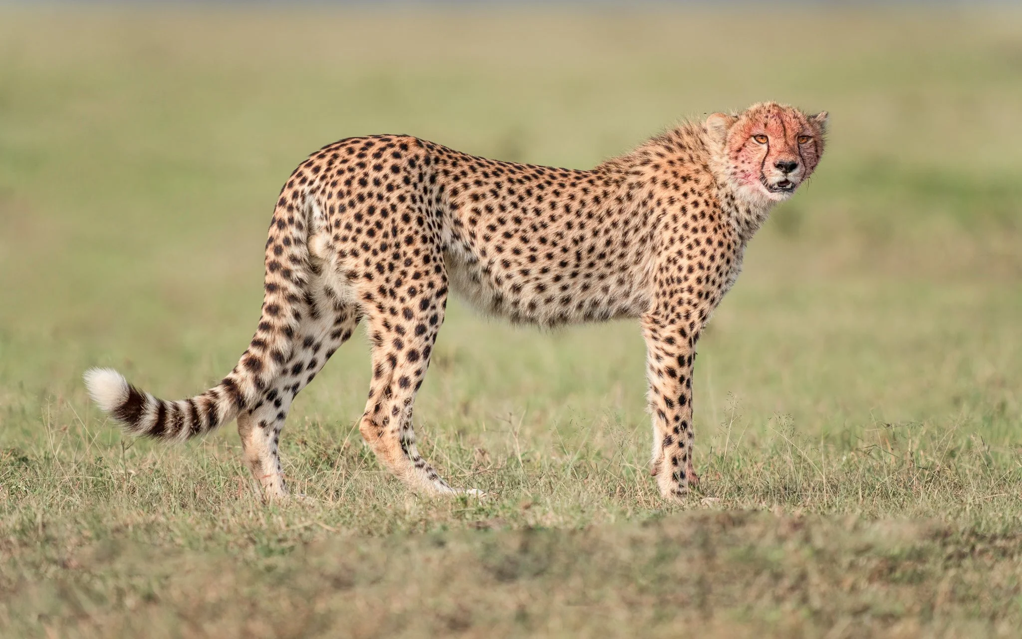 A cheetah standing on grassland with a blurred background.