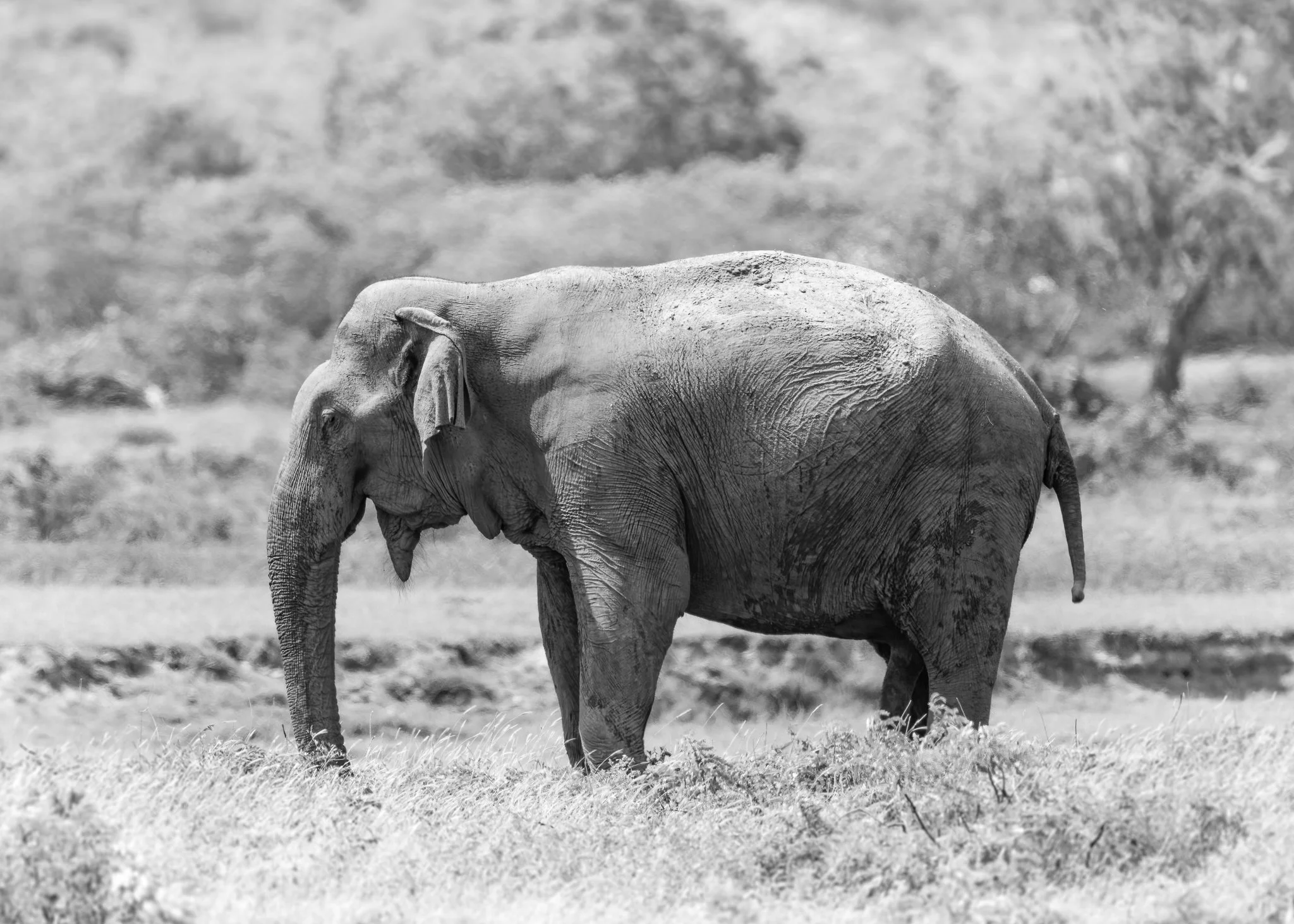 Black and white photo of an elephant standing in a grassy field.