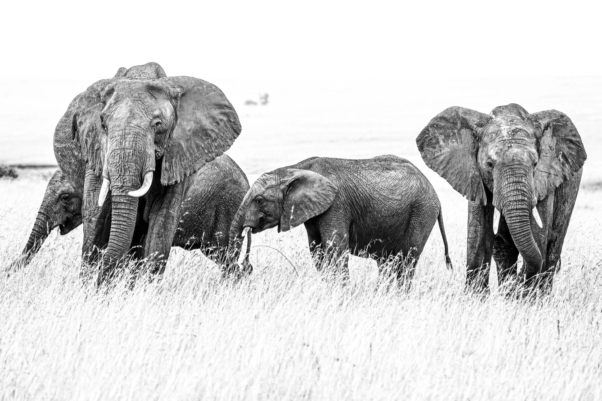 A herd of five elephants walking through tall grass in a savannah landscape.