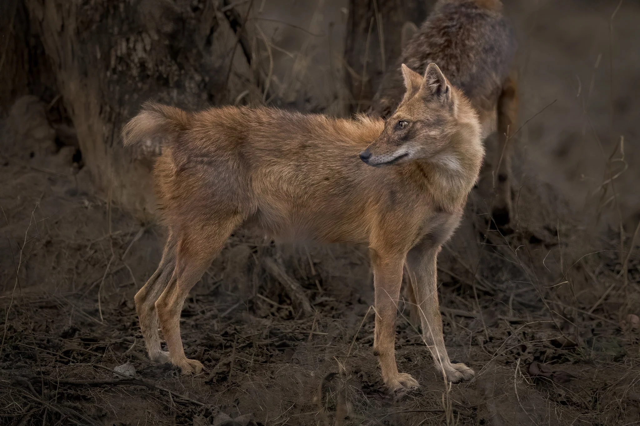 A young fox standing on the ground in a natural, leafy environment, looking to the side.