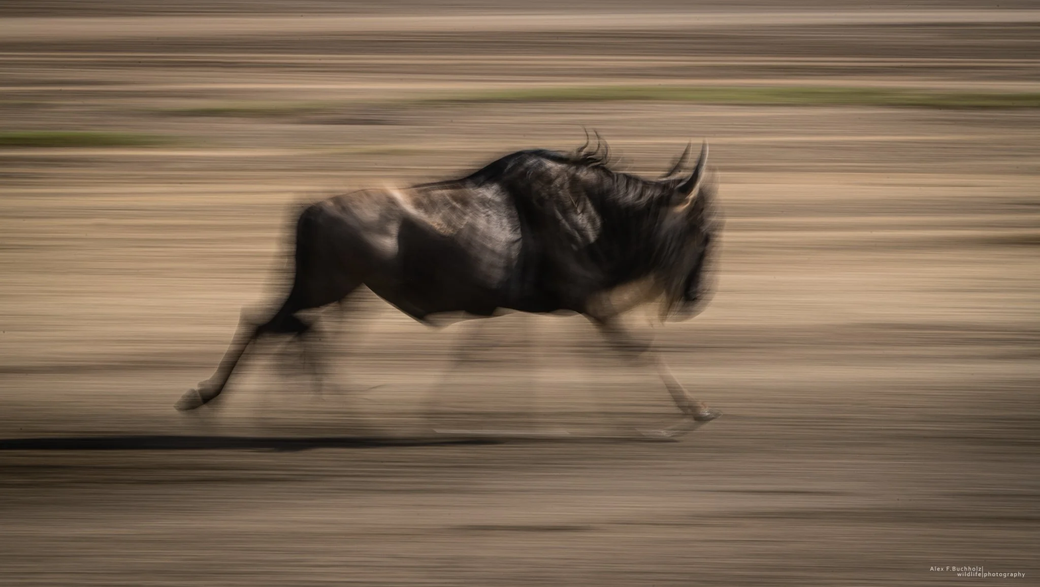 A black and gray horse running on a dirt track, captured in motion with a blurred background.
