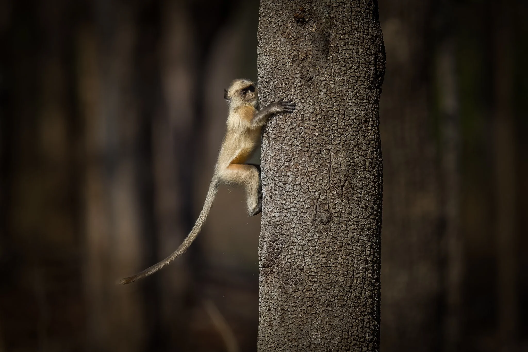A monkey clinging to a tree trunk in a dense forest.