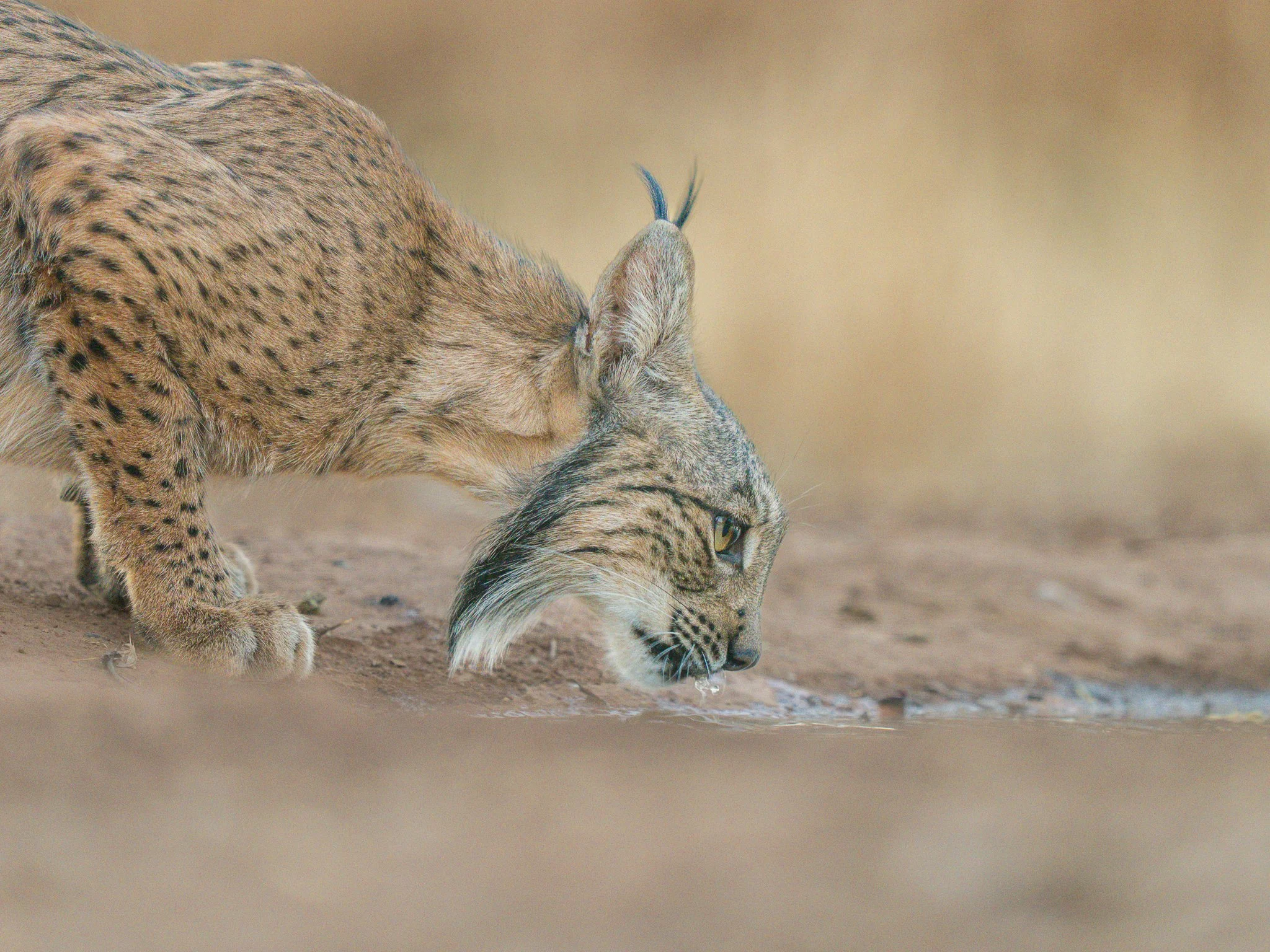 A cheetah drinking water from a puddle on the ground.
