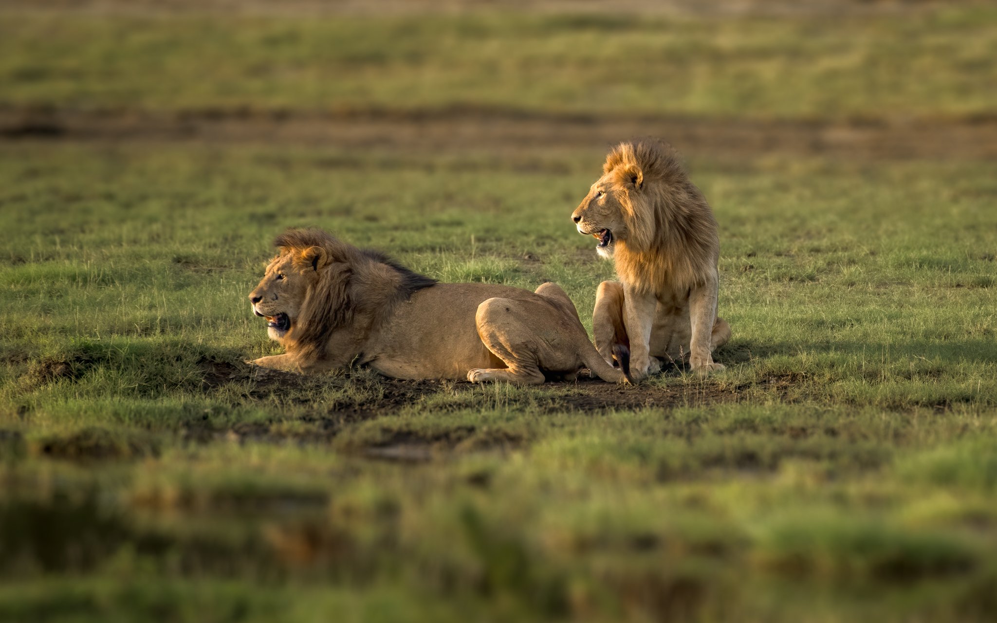 Two lions, one lying down and the other sitting, on a grassy plain.