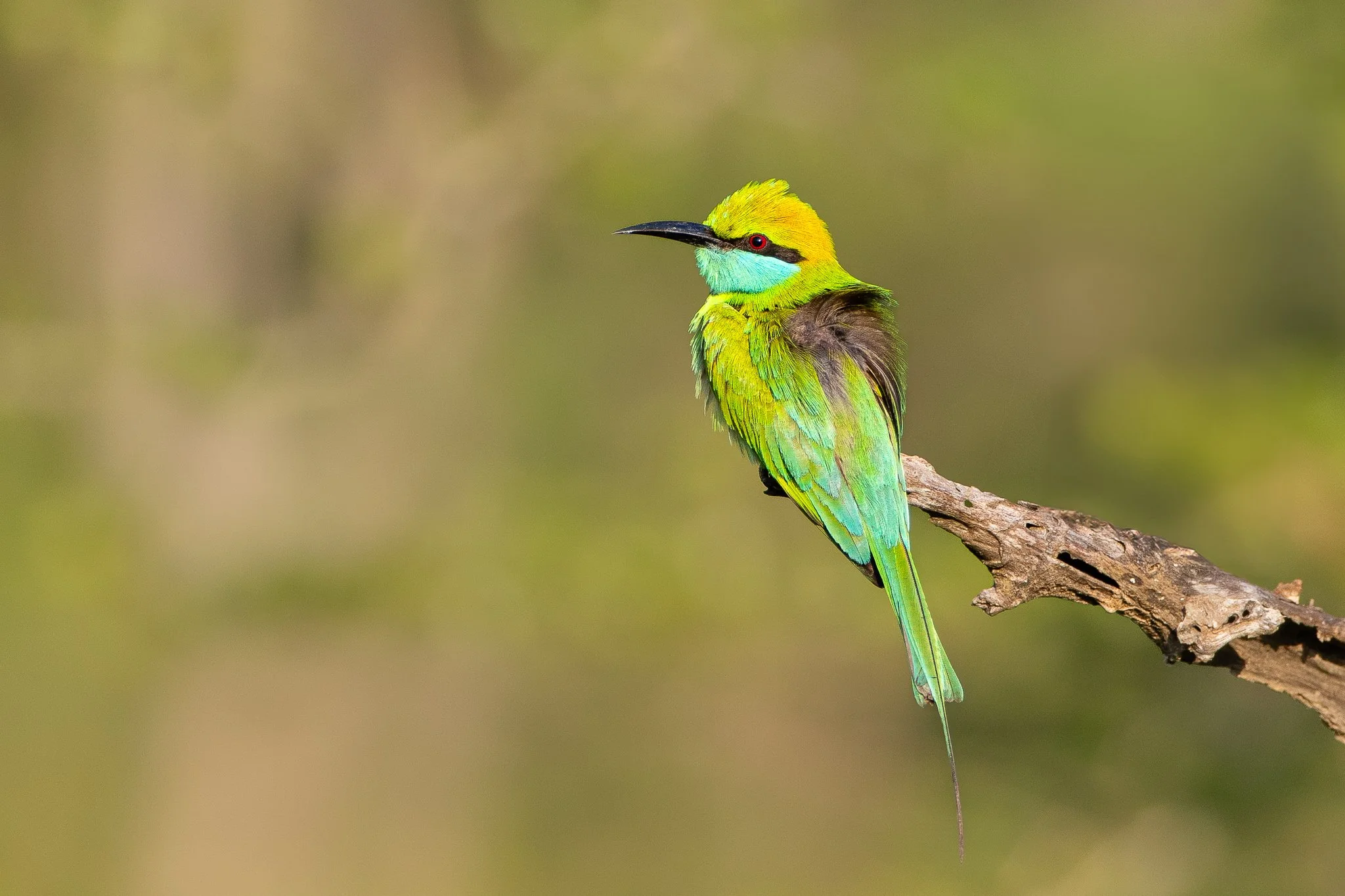 Colorful bird with green, blue, and yellow feathers perched on a tree branch.