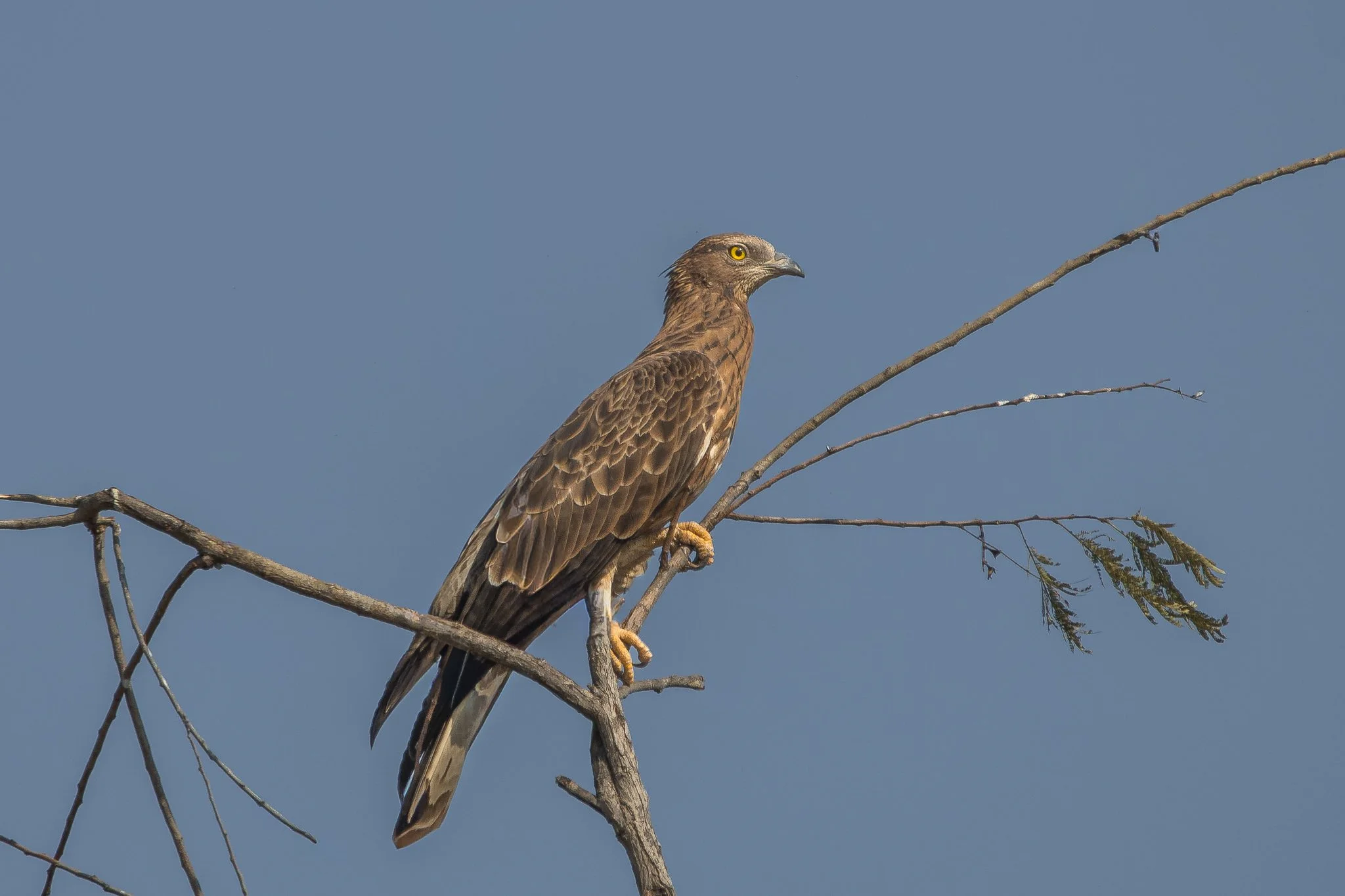 A bird of prey, likely a hawk, perched on a thin, leafless branch against a pale blue sky.