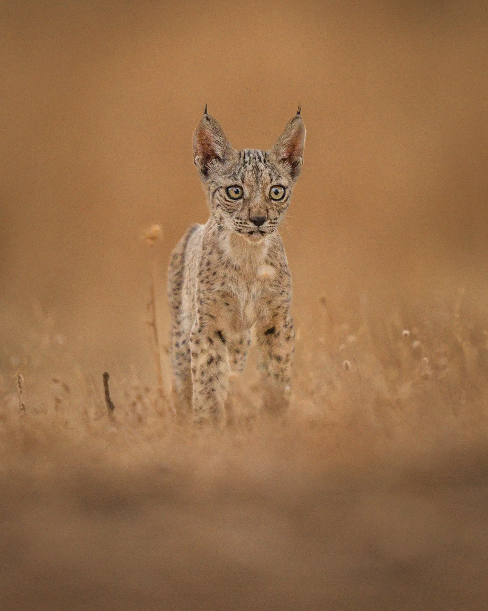 A young Ibertian Lynx walking on a dry, brown grassy terrain with an orange-hued background.