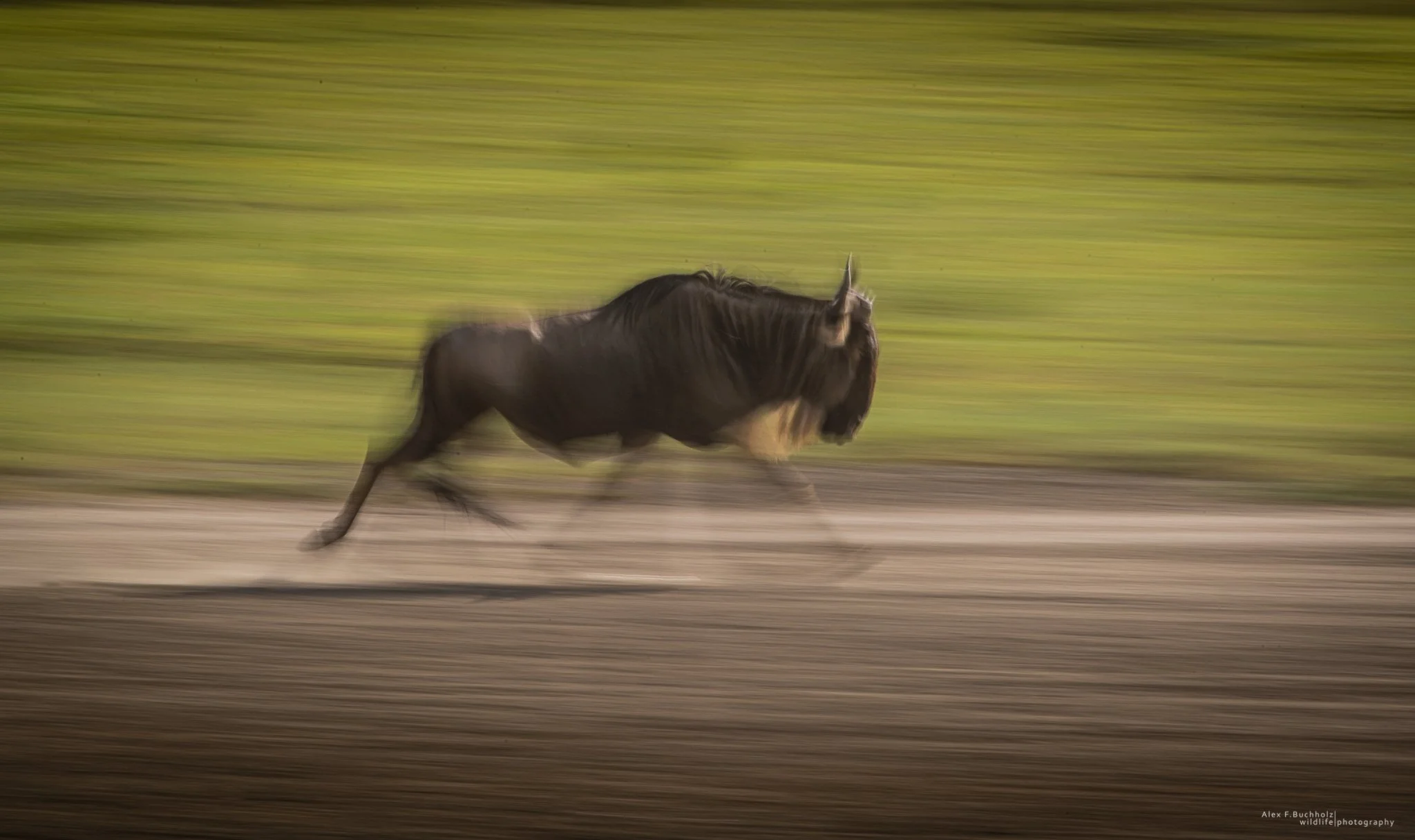 A black horse running on a dirt track with a blurred green background and brown ground.