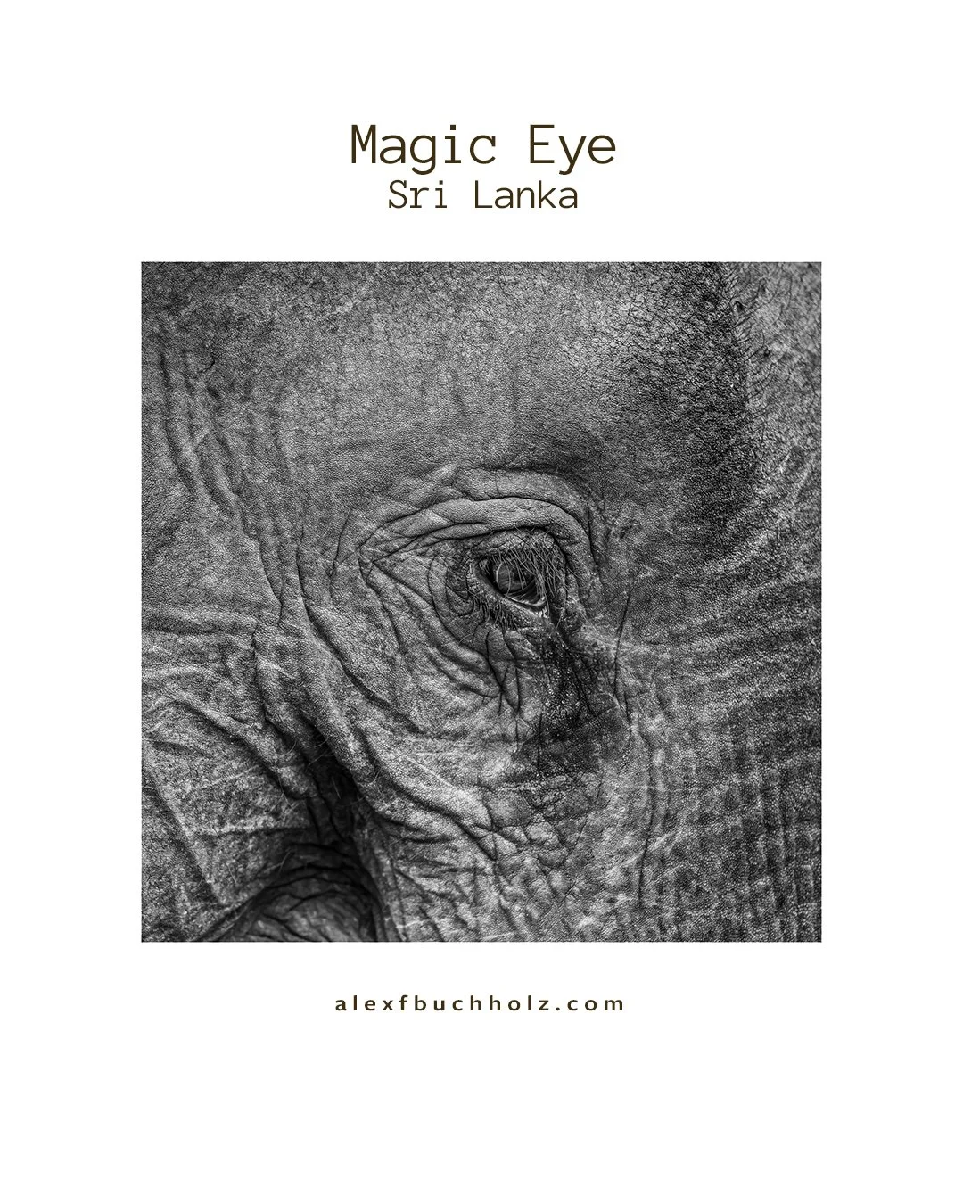 Close-up black and white photograph of an elephant's eye and surrounding textured skin.