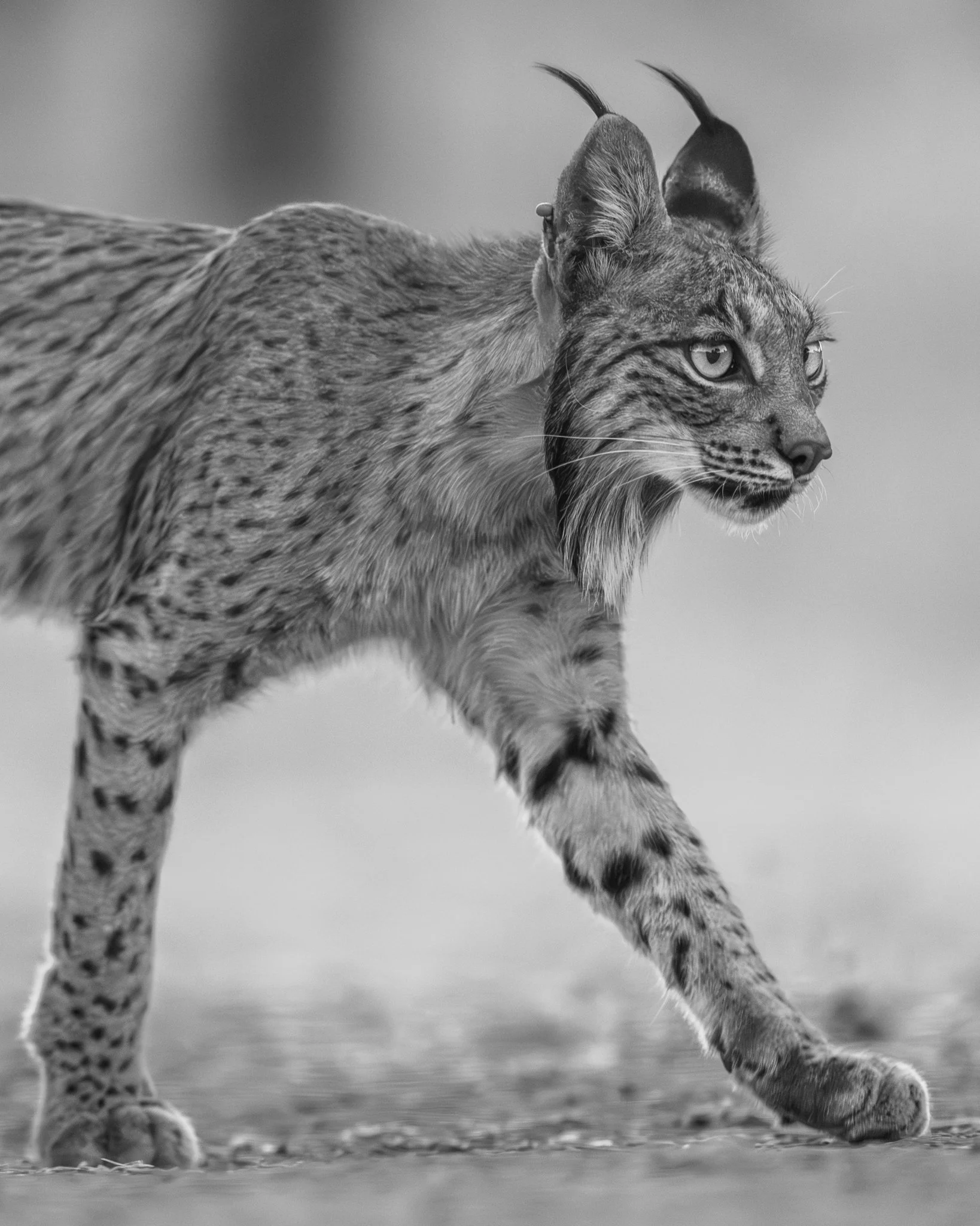 Black and white photograph of a lynx walking on the ground, showing its side profile with focused eyes, pointed ears with tufts, and spotted fur.