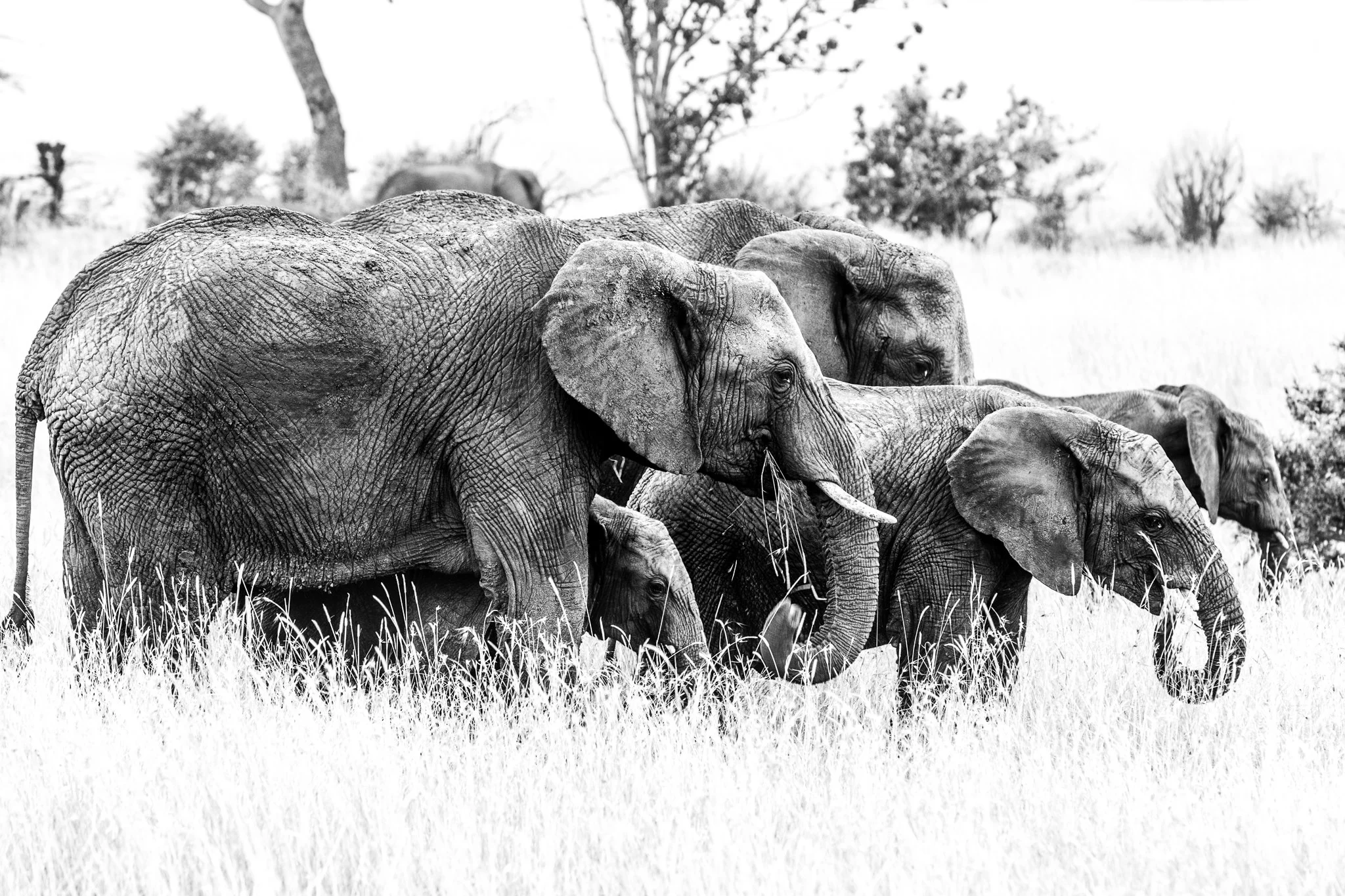 Black and white photo of a herd of elephants walking through tall grass in a savannah, with trees in the background.