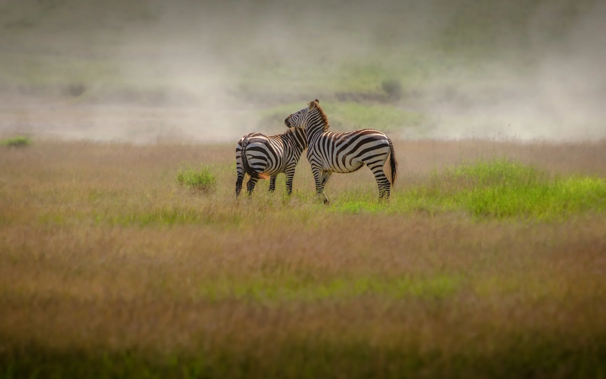 Two zebras standing in a grassy plain with mist or fog in the background.
