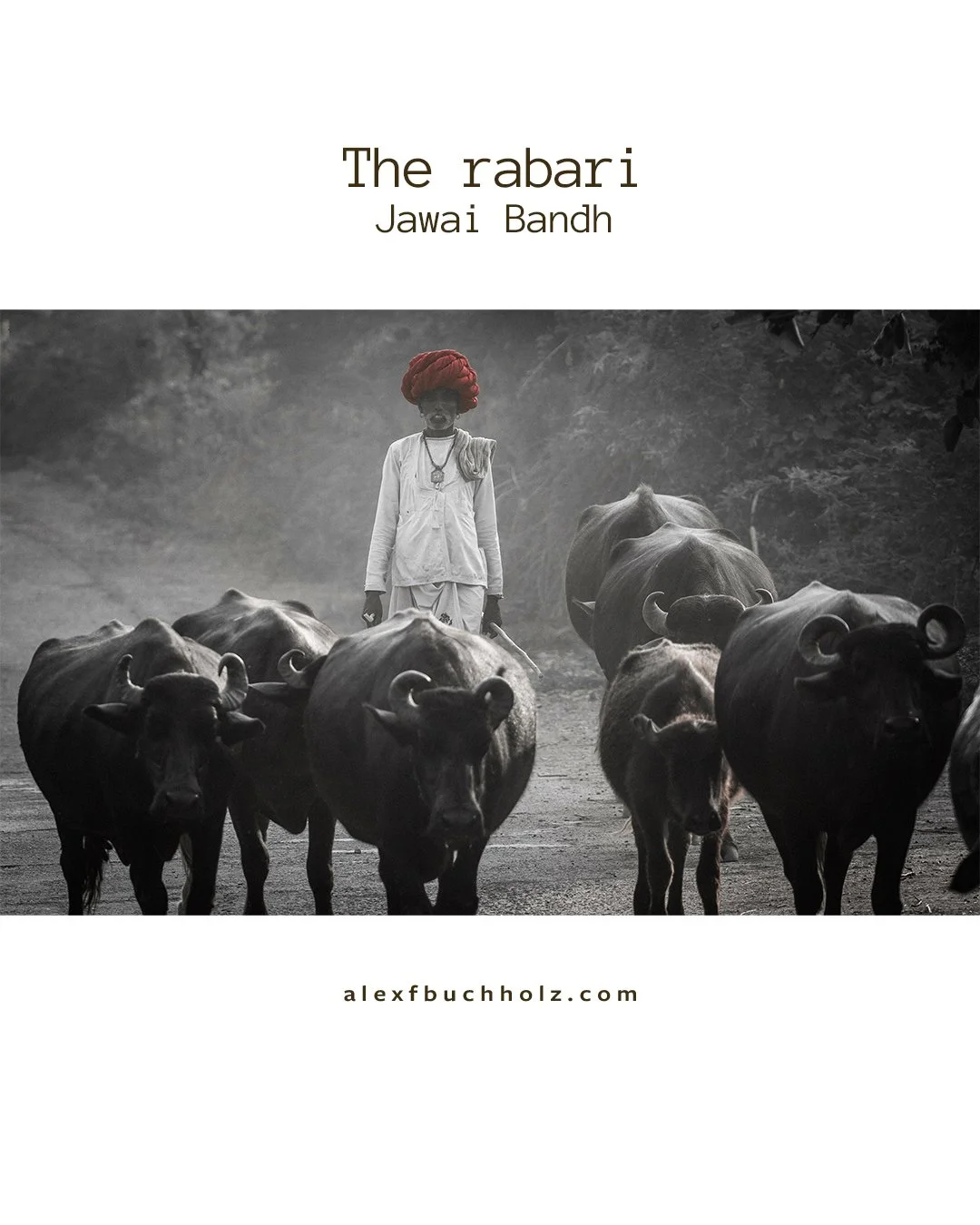 Black and white photography of a man with a red turban standing behind a herd of buffalo, with the text "The rabari" and "Jawai Bandh" above the image and the website address alexfbuchholz.com below.