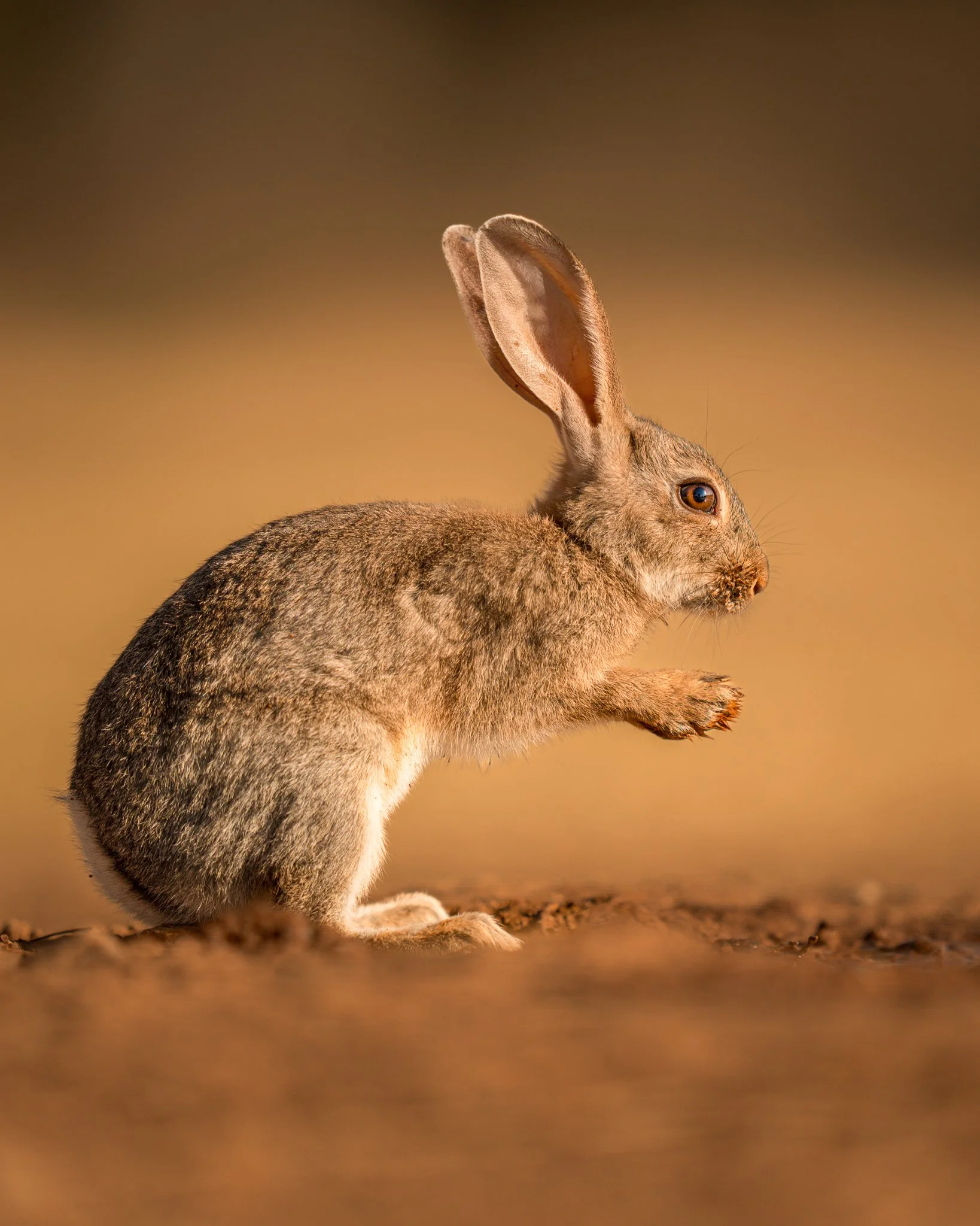 Close-up of a rabbit standing on its hind legs, with a blurred brown background.