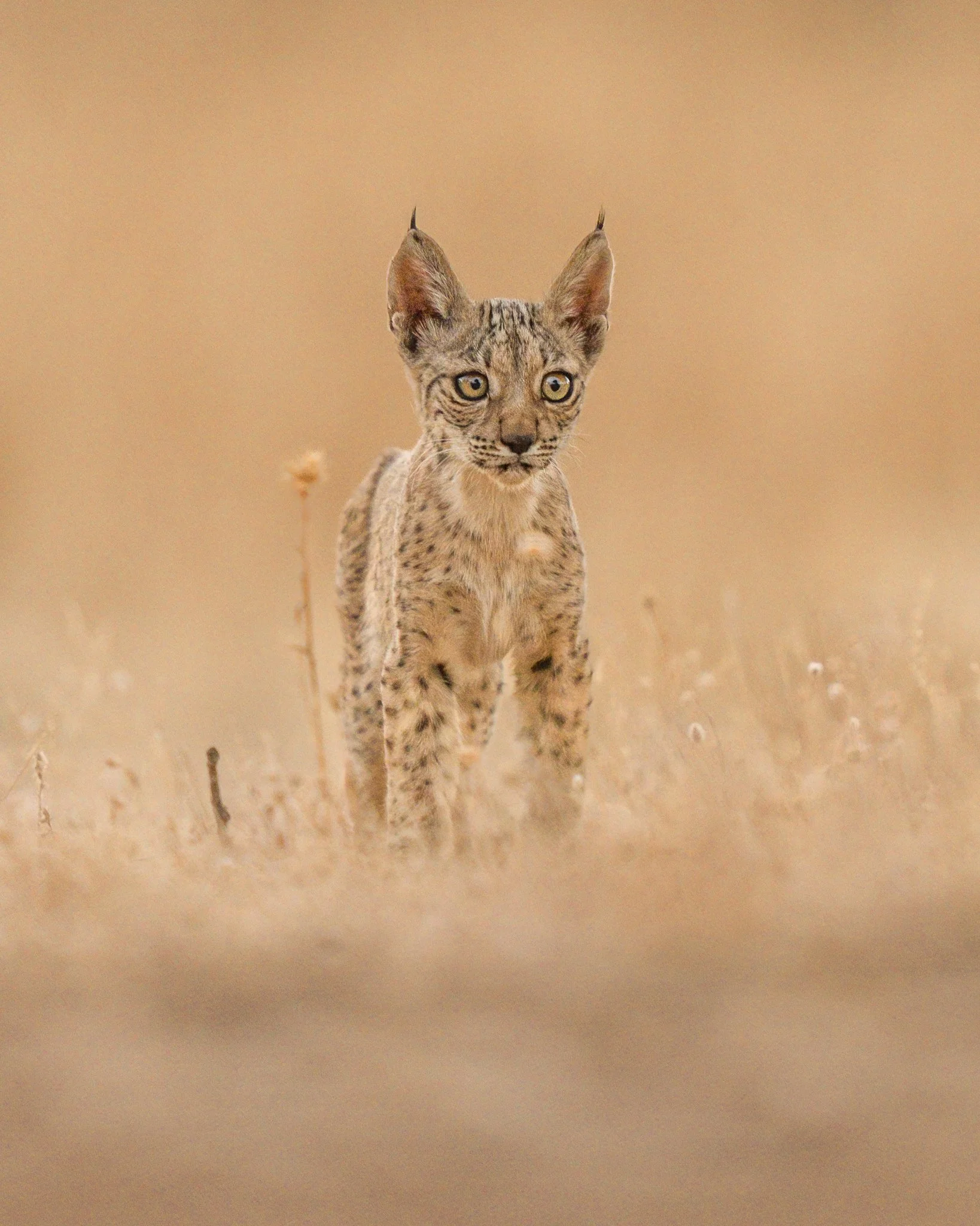 A young iberian lynx standing in a dry grass field, with large ears and expressive eyes, against a beige background.