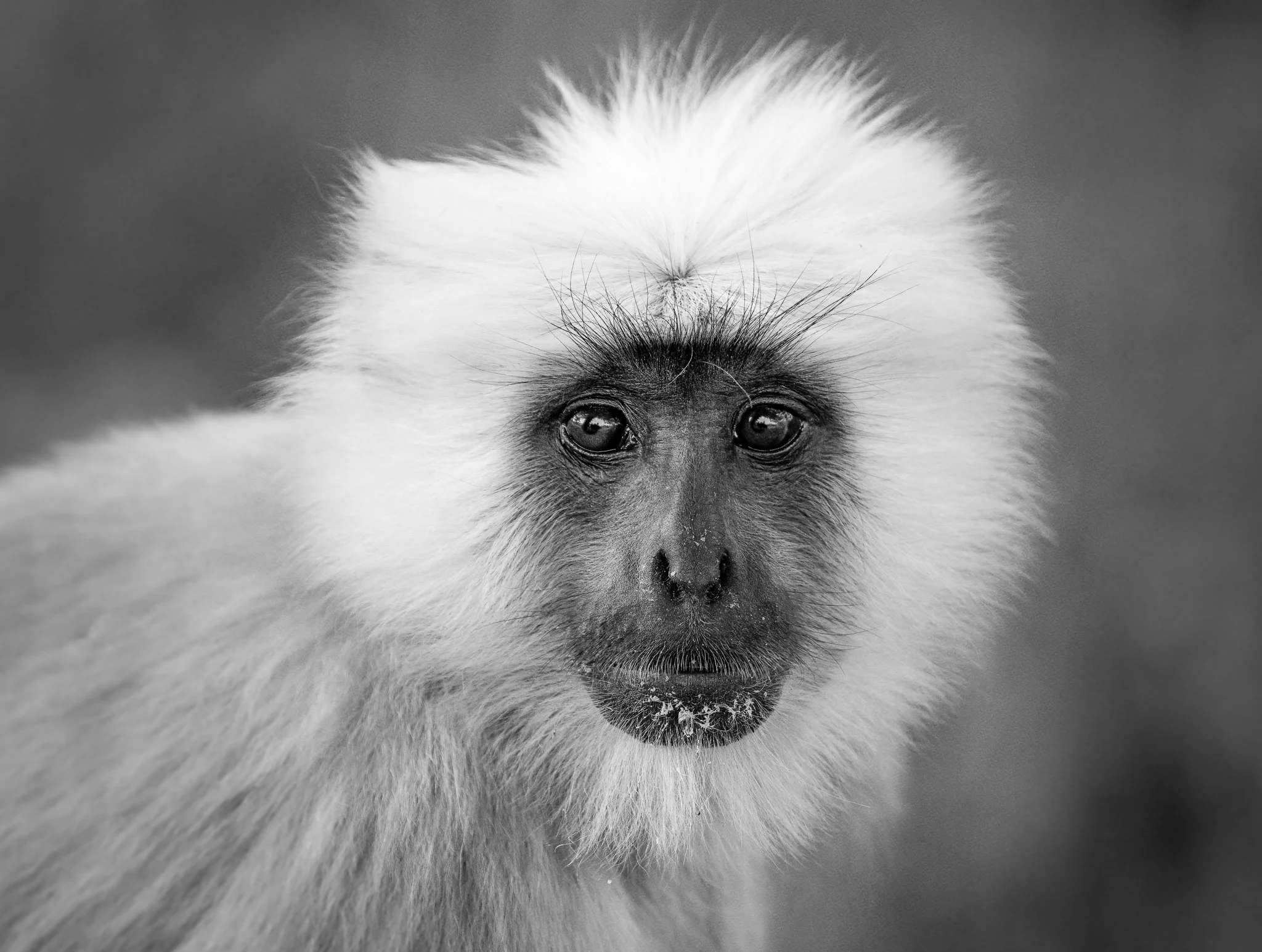 Black and white close-up of a monkey with thick fur and expressive eyes.