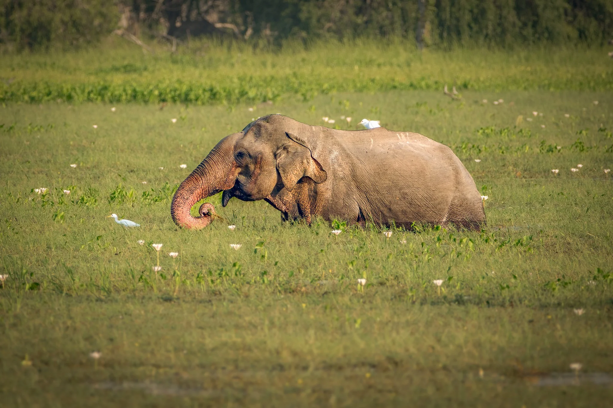 An elephant standing in a grassy wetland with white birds nearby.