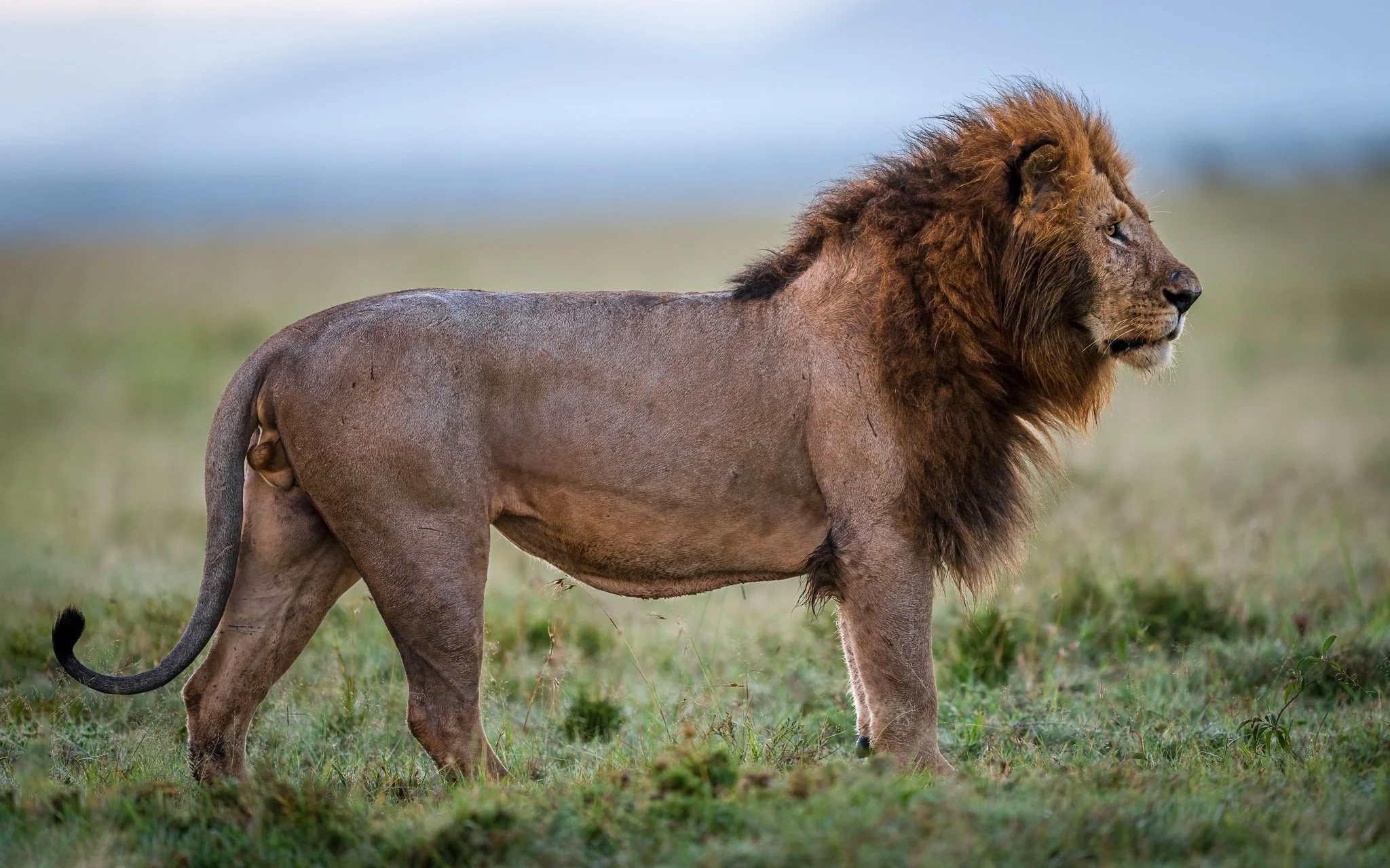 A lion with the body of a male lion and the face of a human in a grassy plain.