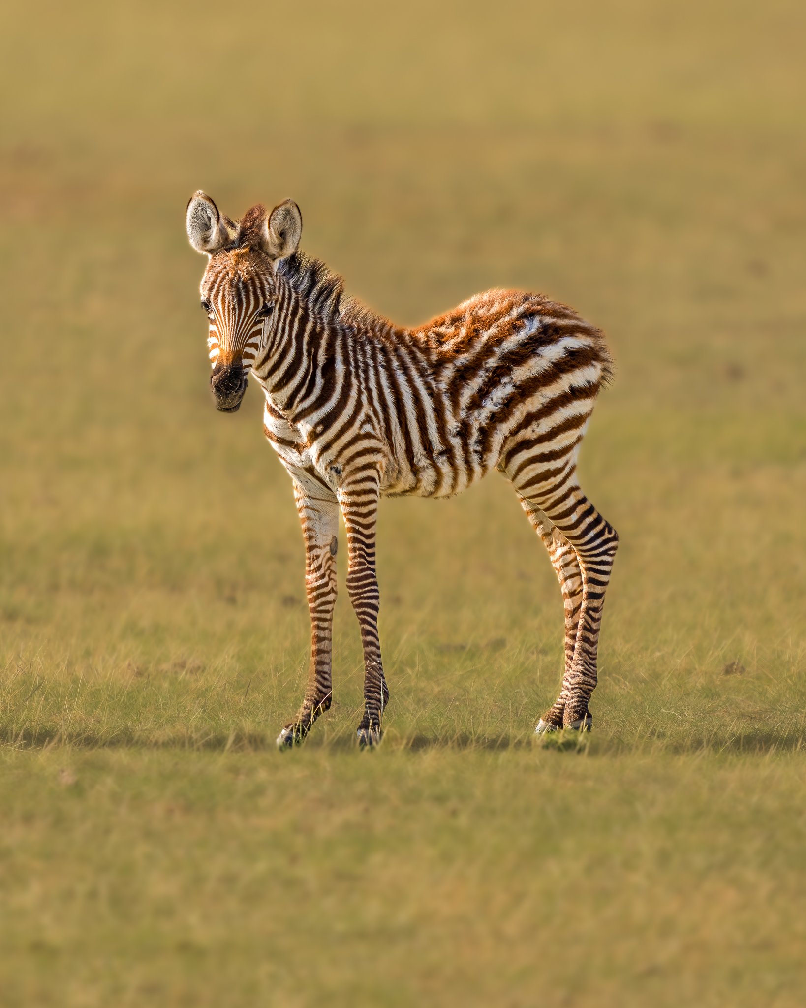 A baby zebra standing on grass in a savannah.