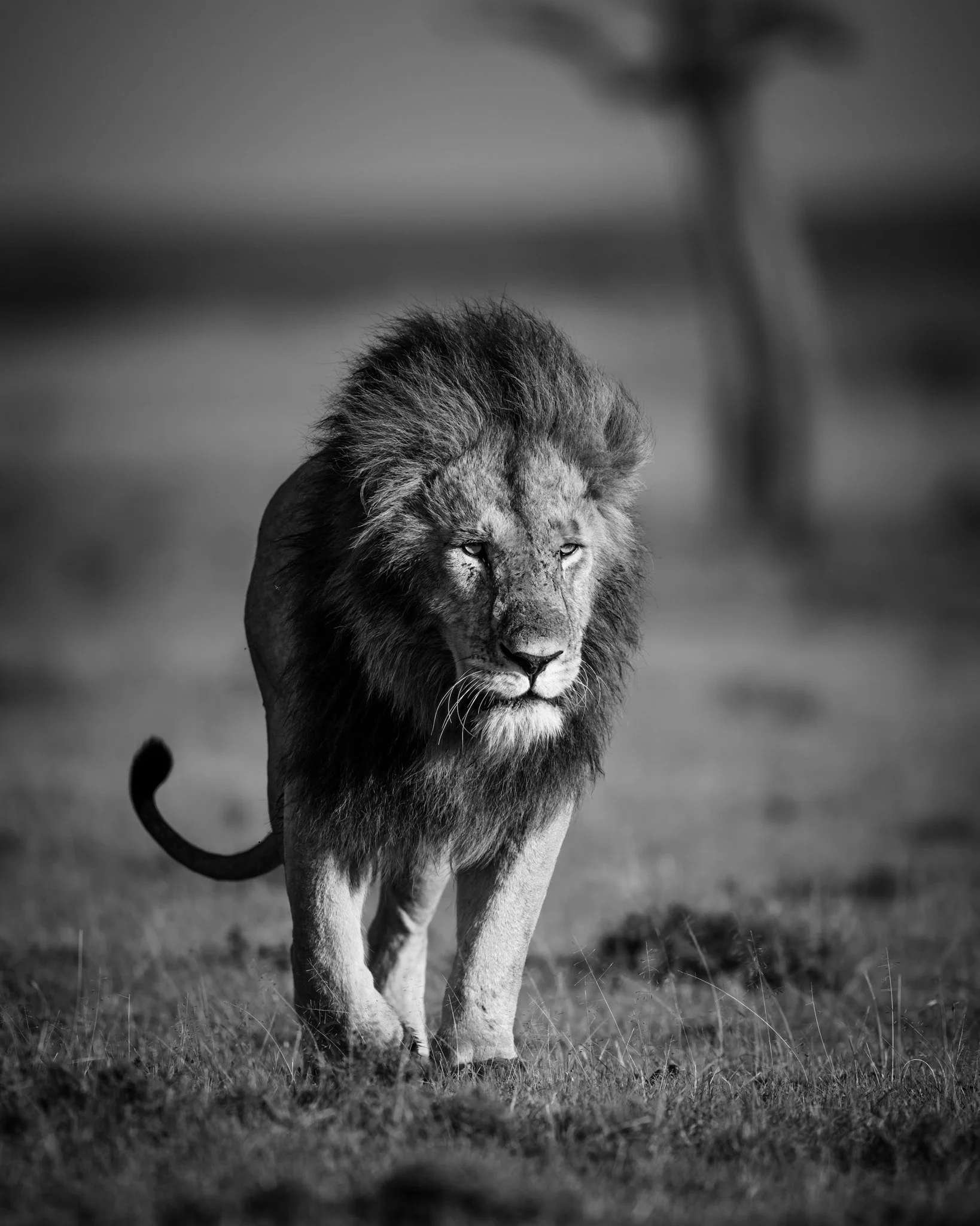 Black and white photo of a lion walking on grassland.