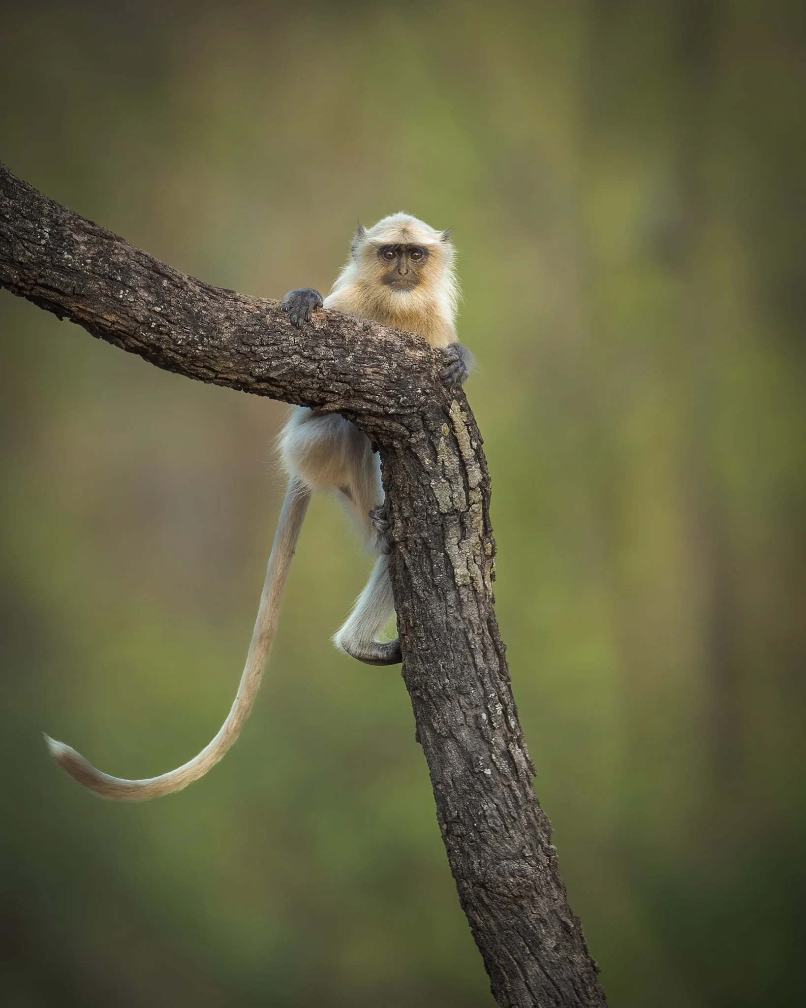 A monkey perched on a tree branch looking directly at the camera, with a blurred green background.