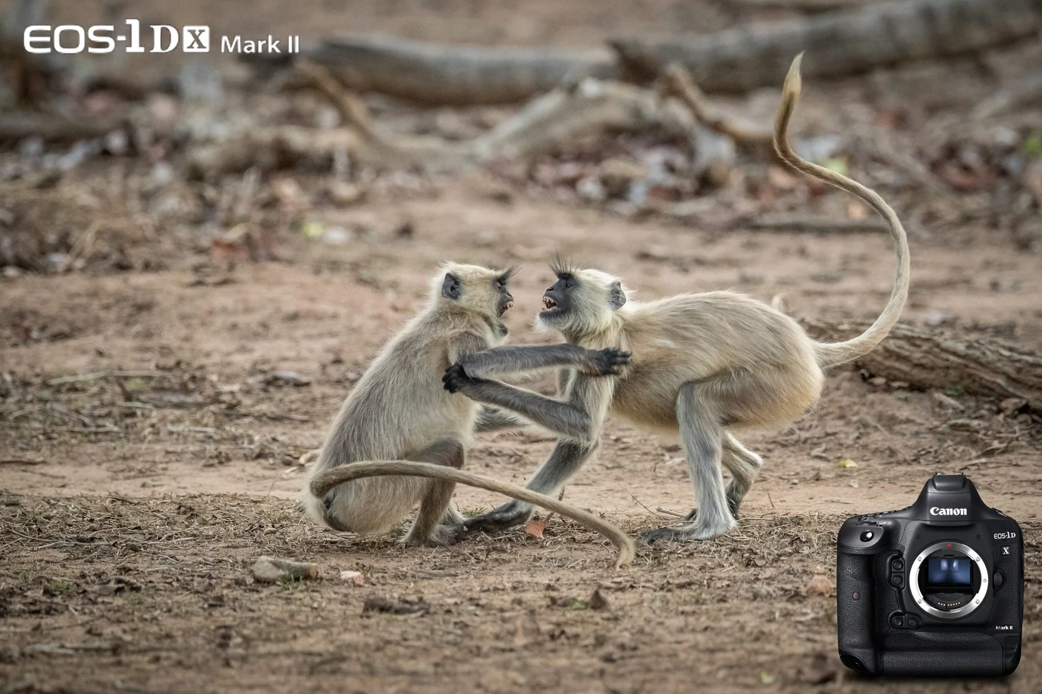 Two monkeys fighting on the ground in a natural outdoor setting, with a camera in the bottom right corner of the image. Advertising for Canon Eos 1Dx Mark 2. Image by Alex F Buchholz.