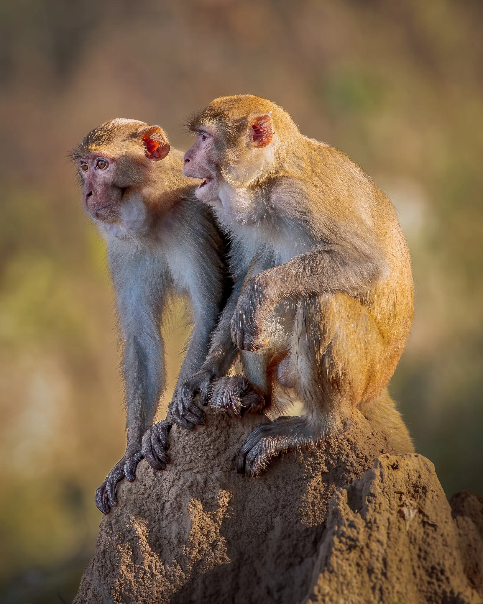 Two macaque monkeys sitting on a rock, one grooming the other, with a blurred natural background.