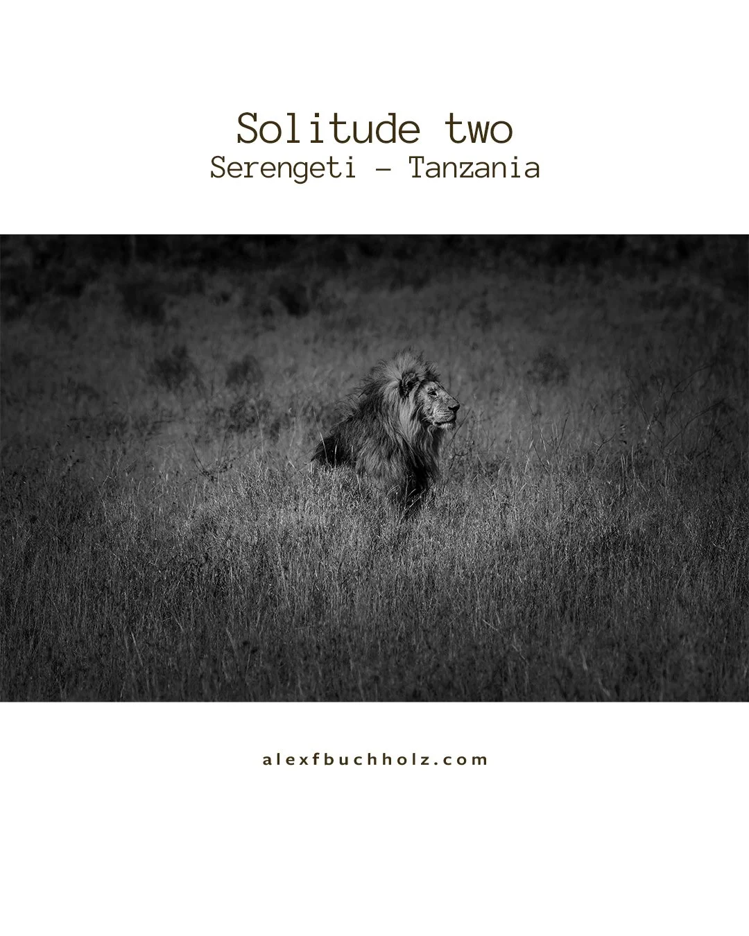 Black and white photo of a lion sitting in tall grass in Serengeti, Tanzania.