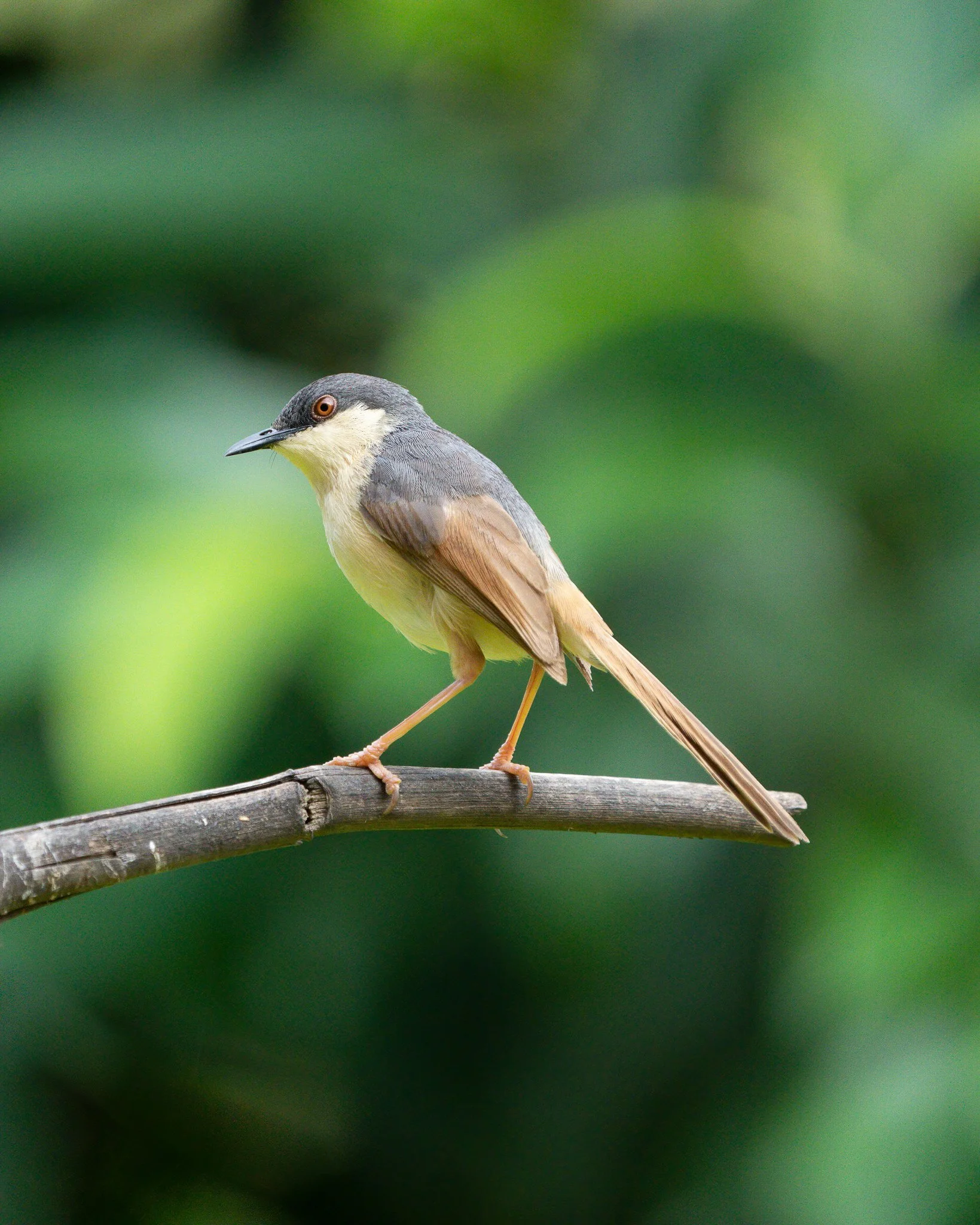 A bird with a gray head, beige body, and long tail perched on a branch against a green blurred background.