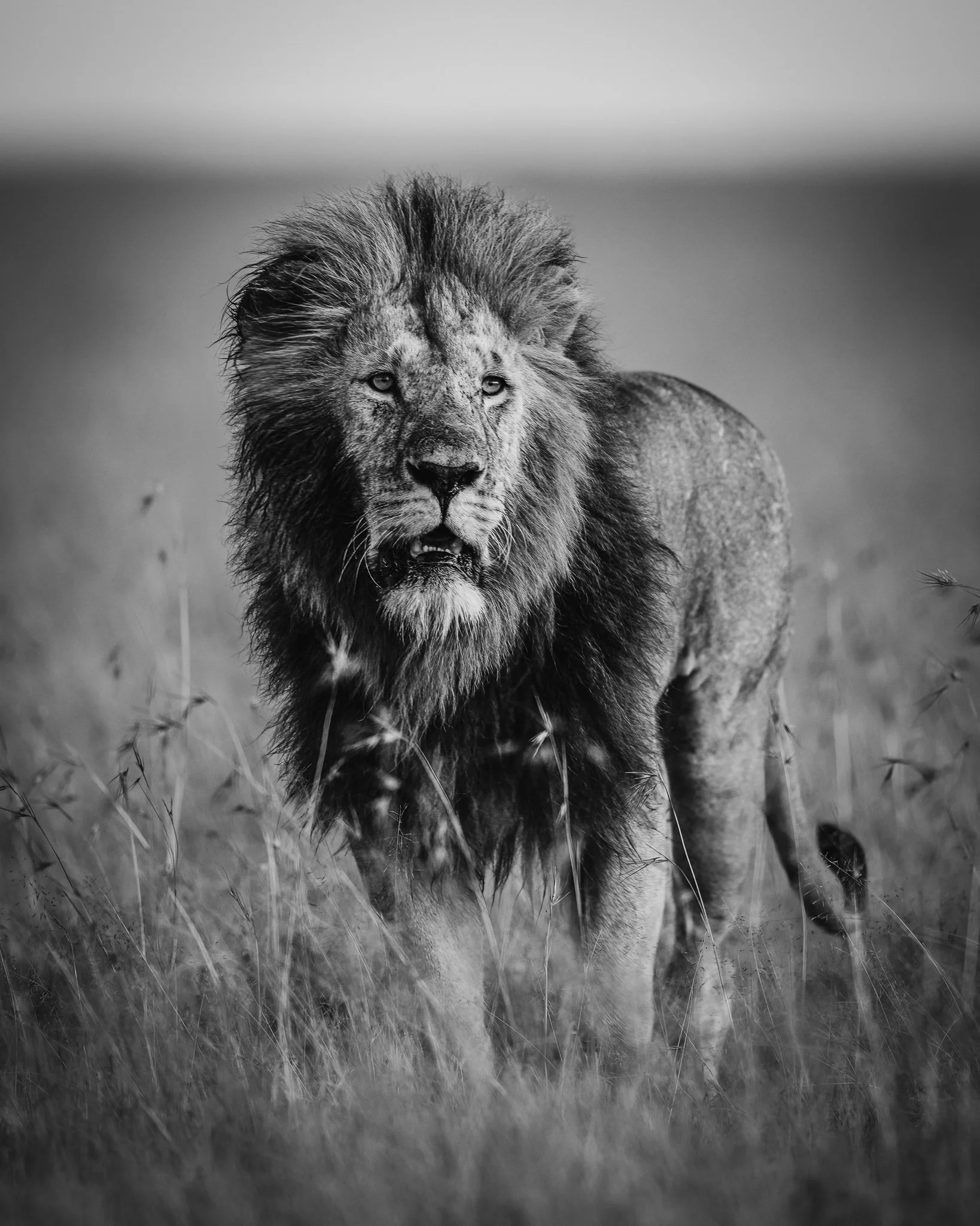 A black and white photograph of a lion walking through tall grass in a savanna, with a blurred horizon in the background.