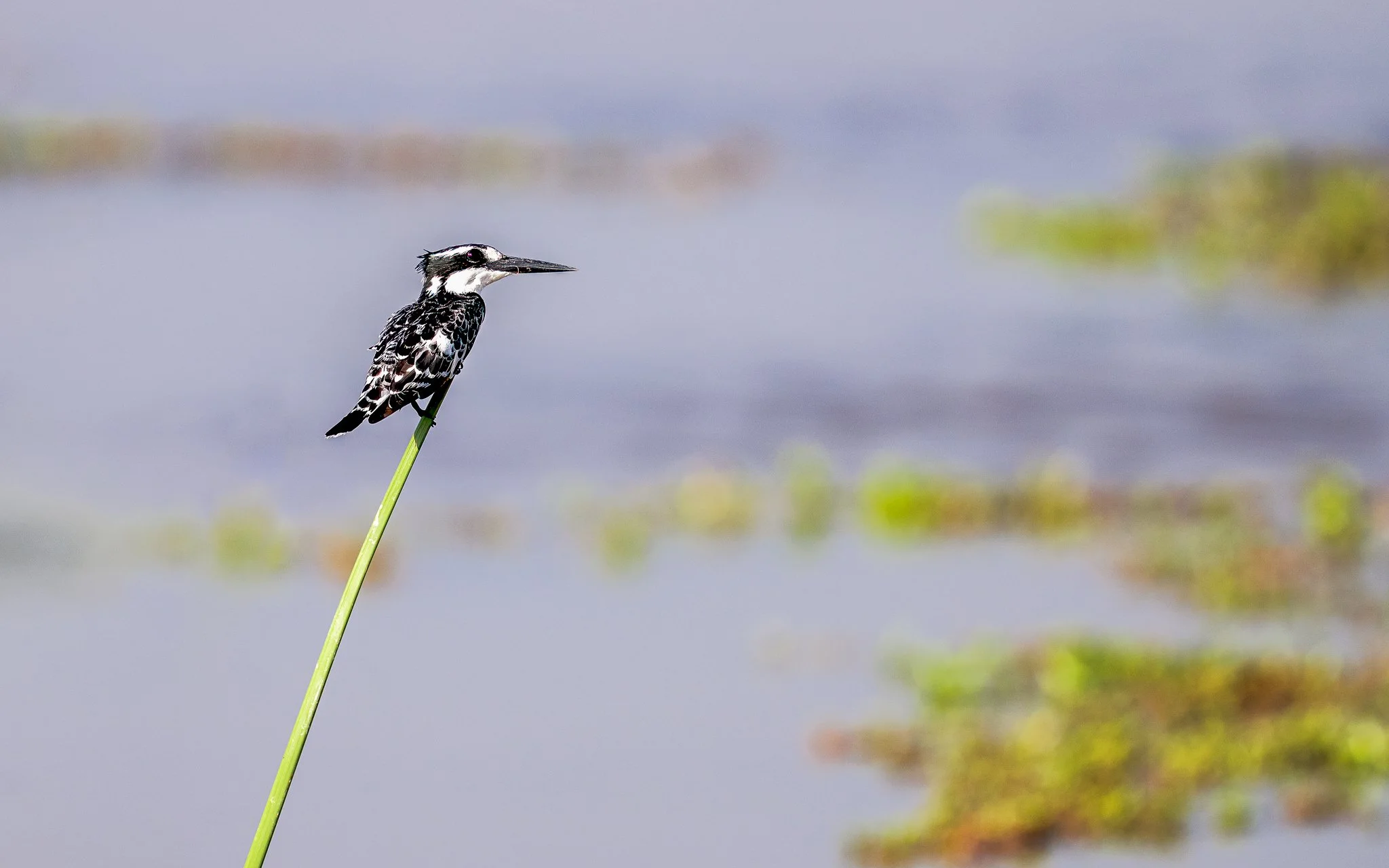 A pied kingfisher bird perched on a tall green reed in a wetland area with water and lily pads in the background.